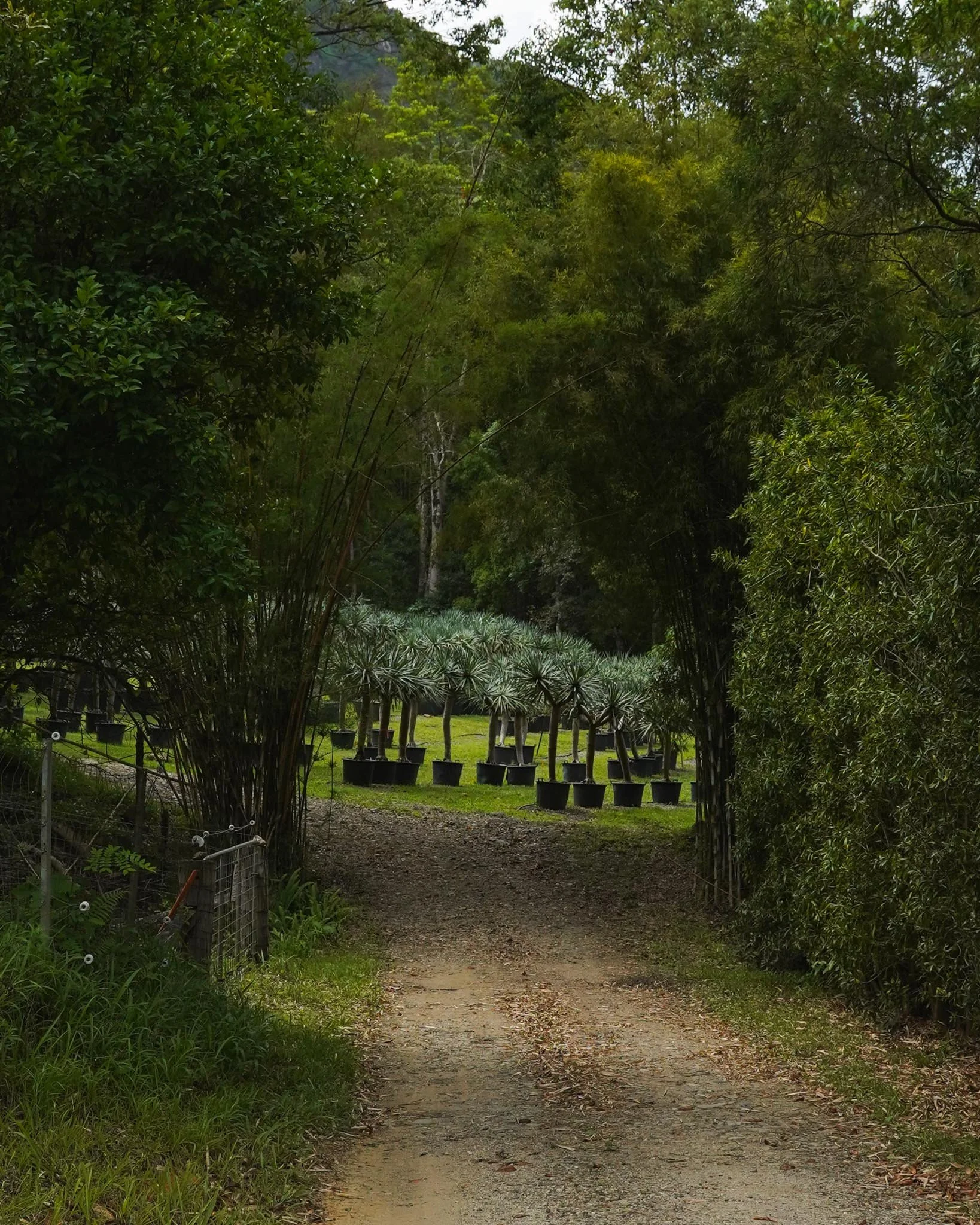 Find the perfect dragon tree for your space, get in touch with our team today! 📞

#heritageacres #treefarm #maturetreefarm