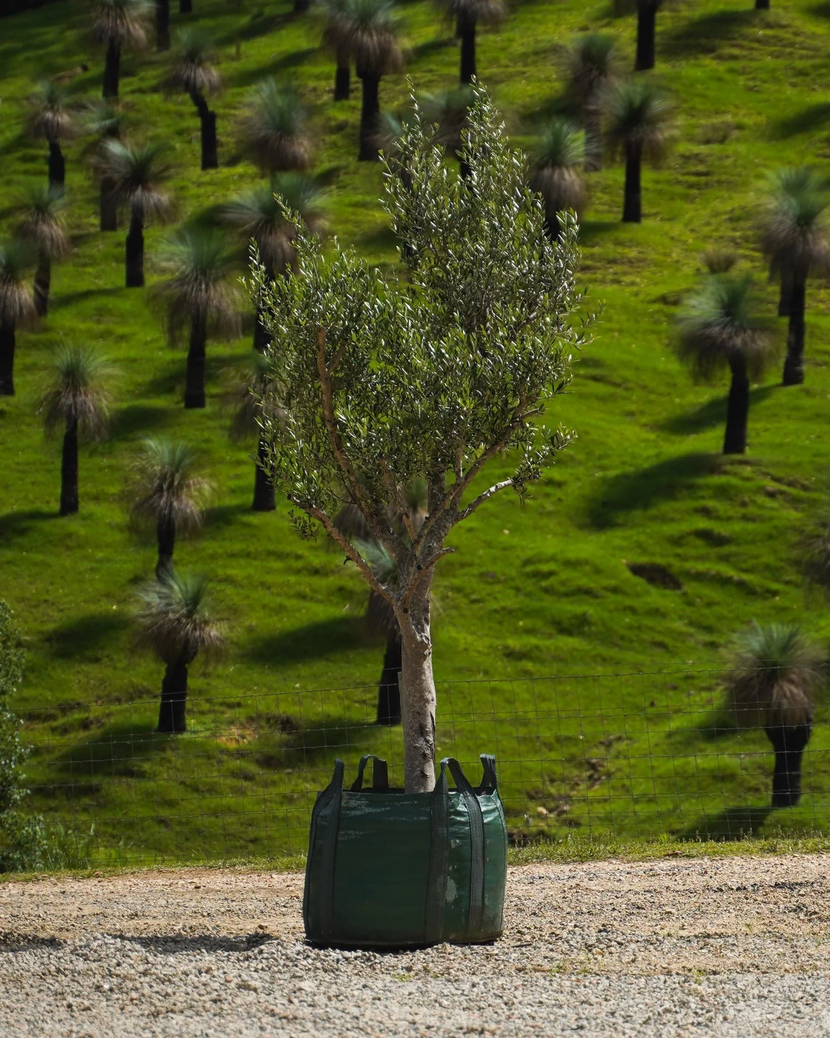 Bring a touch of Mediteranean to your space with a feature Olive Tree 🌳

#heritageacres #treefarm #maturetreefarm