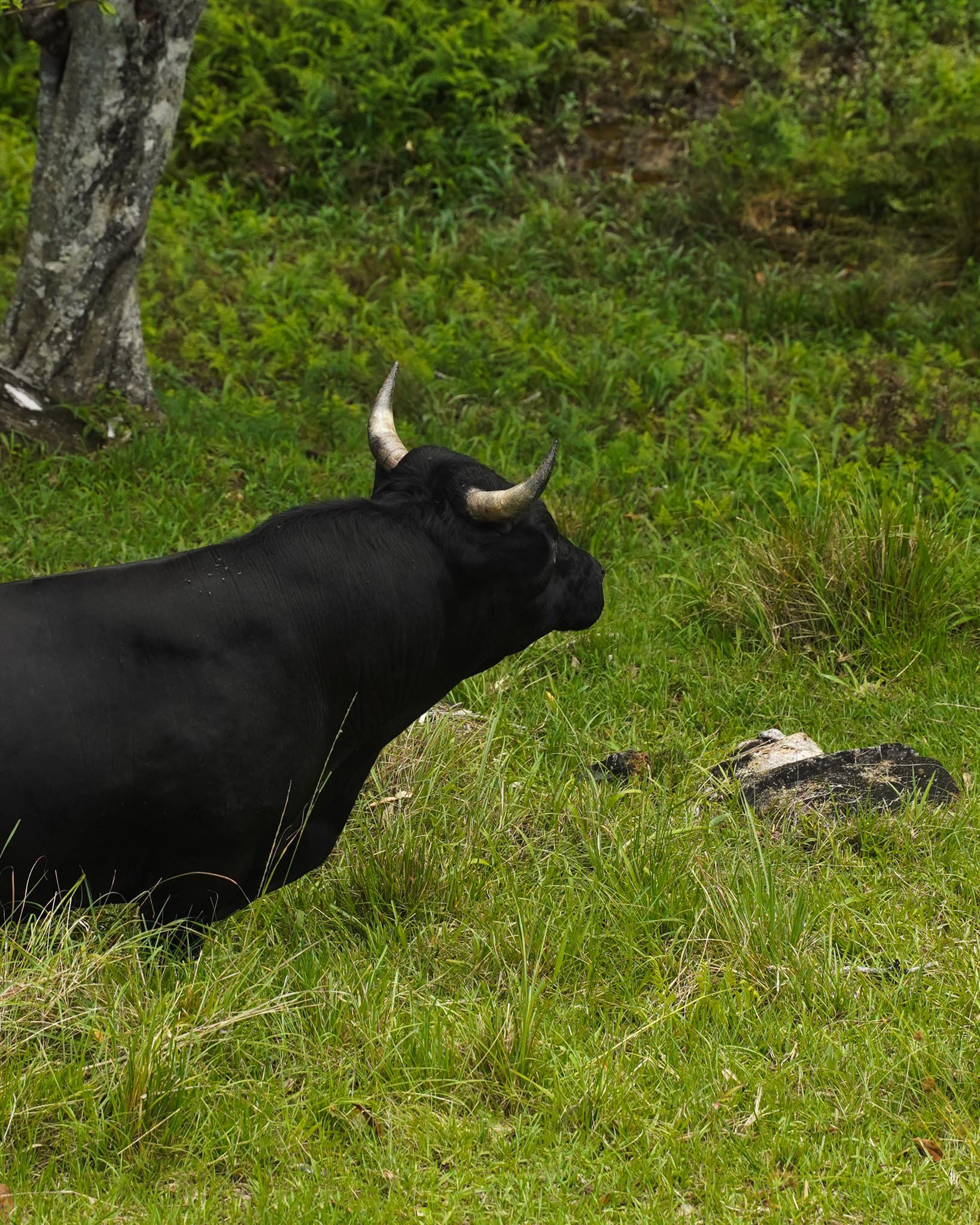 Schedule a farm tour to hand pick your feature tree and view the wildlife roaming the farm 🐮

#heritageacres #treefarm #maturetreefarm