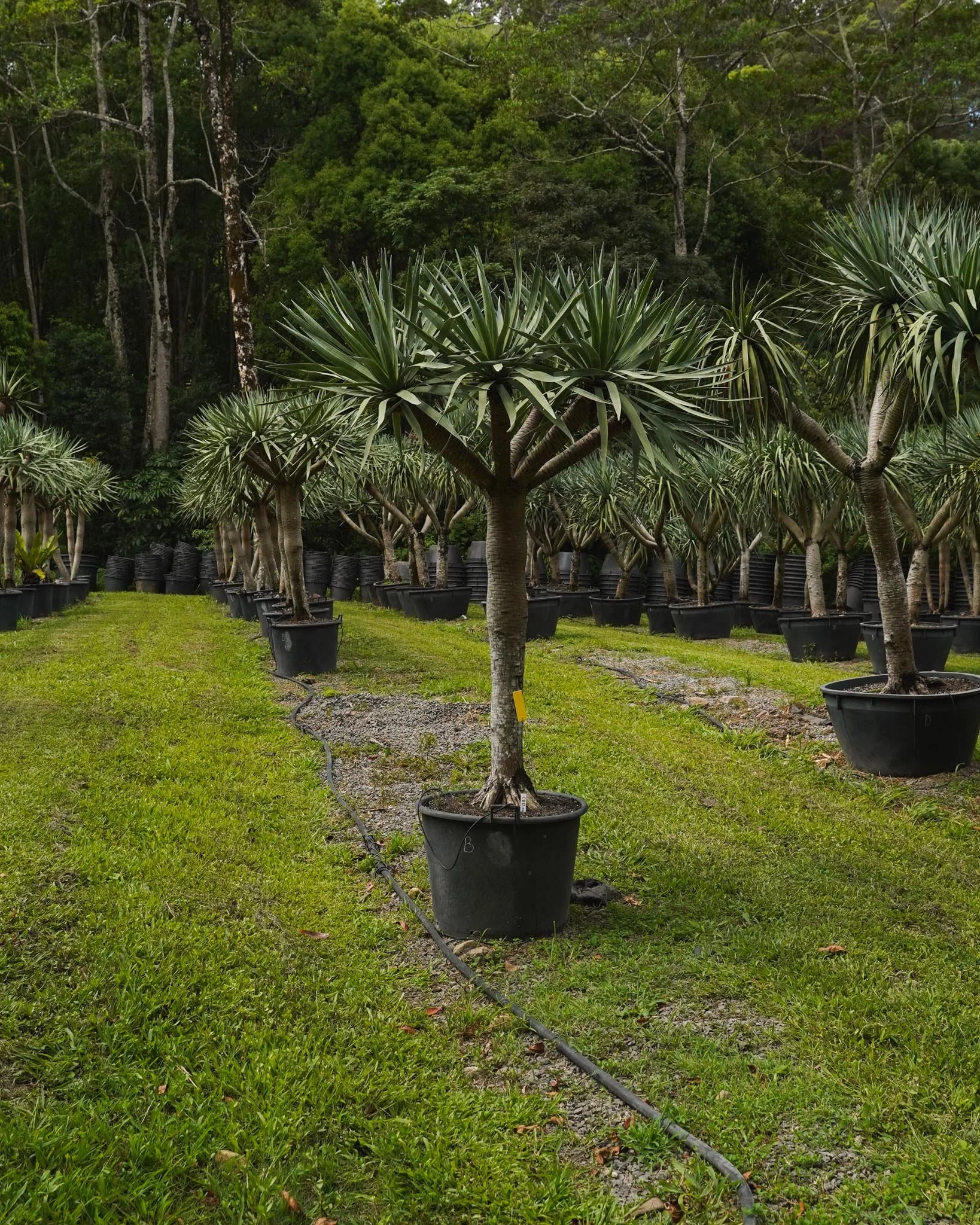 Get in touch with our team to choose the perfect Dragon Tree for your space. 🌳

#heritageacres #treefarm #maturetreefarm