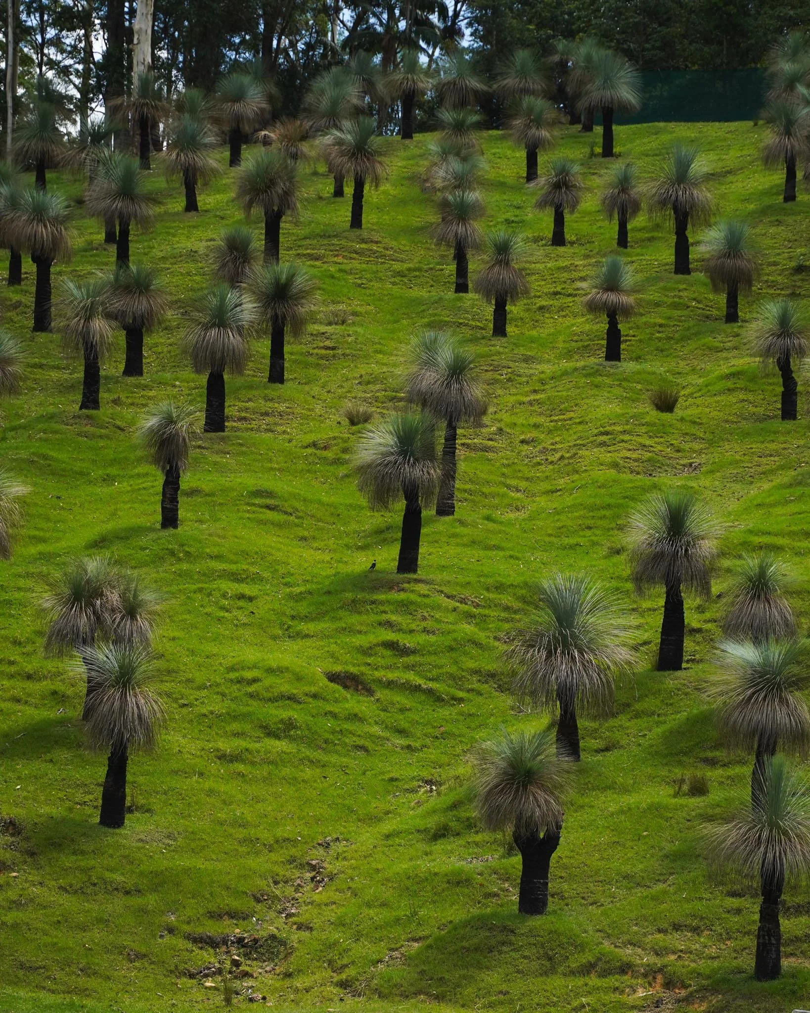 Can you find the bird in this photo? 👀

Bring a touch of Australian charm to your next project with one of our iconic grass trees! 🌳