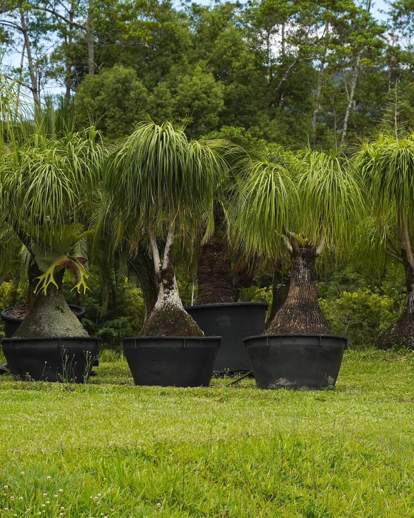 Get in touch with our team to find the perfect Pony Tail Palm for your space 🌳

#heritageacres #treefarm #maturetreefarm