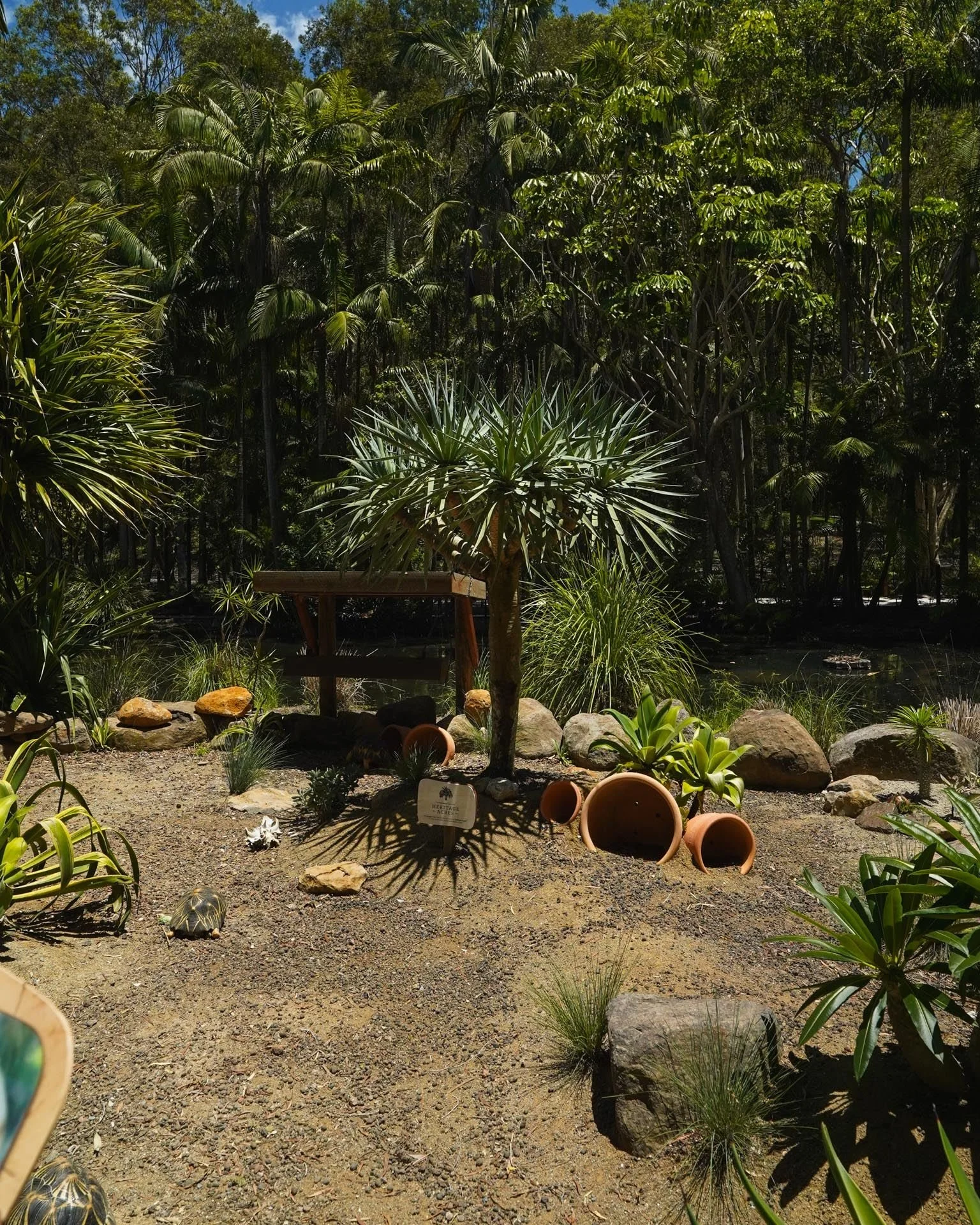 Standing tall in the tortoise enclosure at Currumbin Wildlife Sanctuary - an honour to see our Dragon Tree become part of this incredible space. 🐢🌳 

#heritageacres #treefarm #maturetreefarm