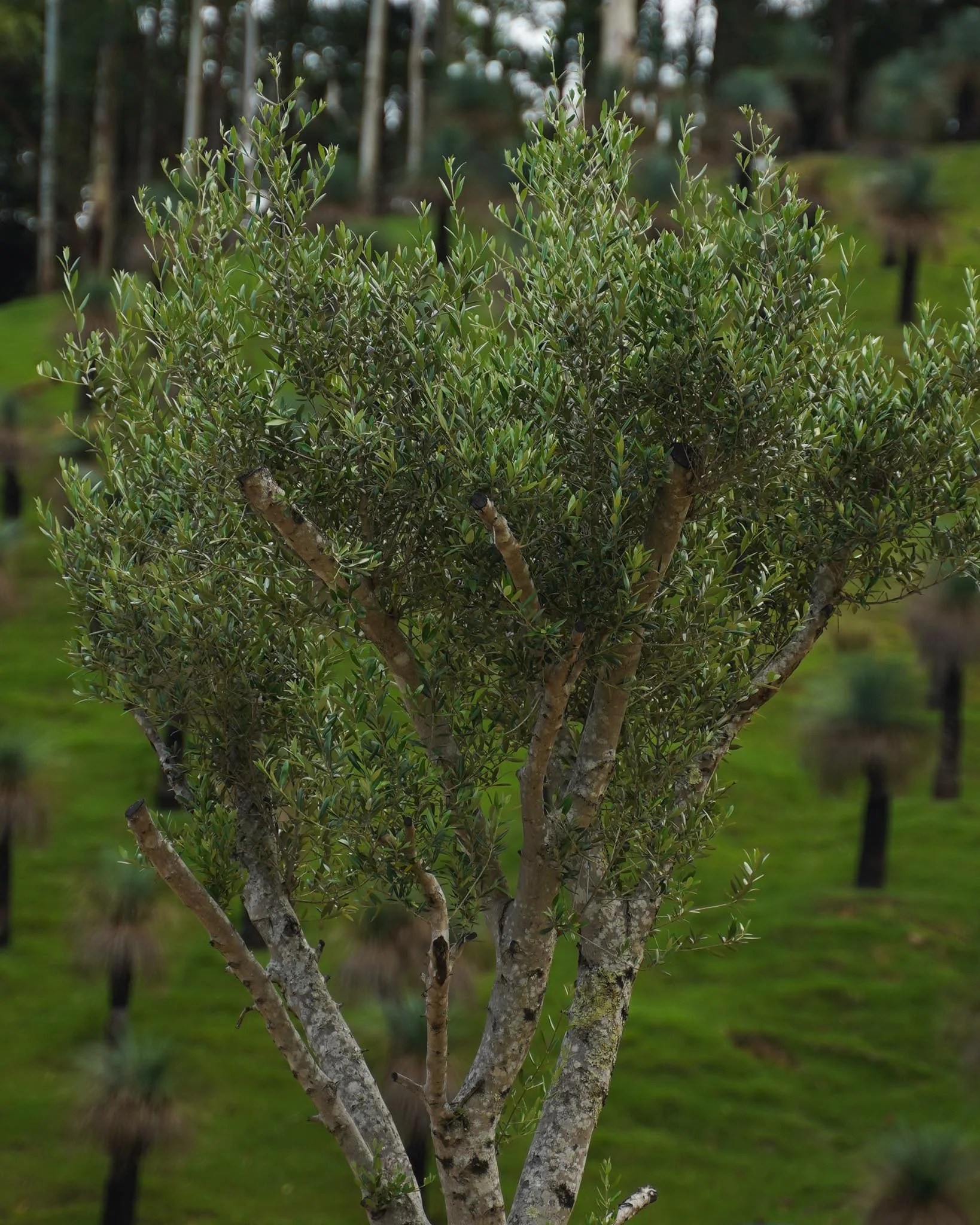 Olea Europaea 🫒

#heritageacres #treefarm #maturetreefarm