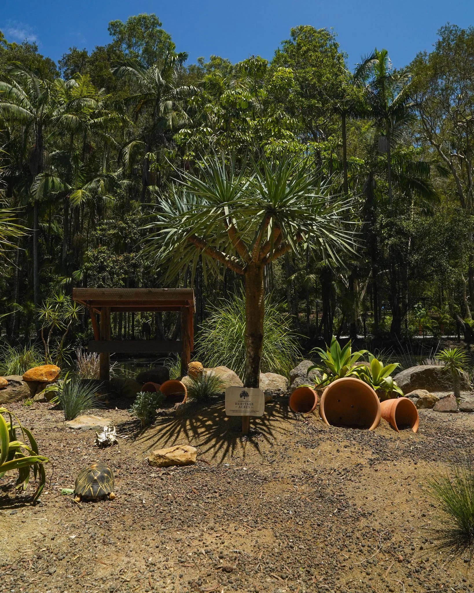 Dracaena draco - Dragon Tree 🌳

Chosen for its sculptural form, resilience, and suitability within the enclosure, making it a striking yet practical feature in the new tortoise habitat. 🐢

Looking for a feature Dragon Tree? Get in touch with our te