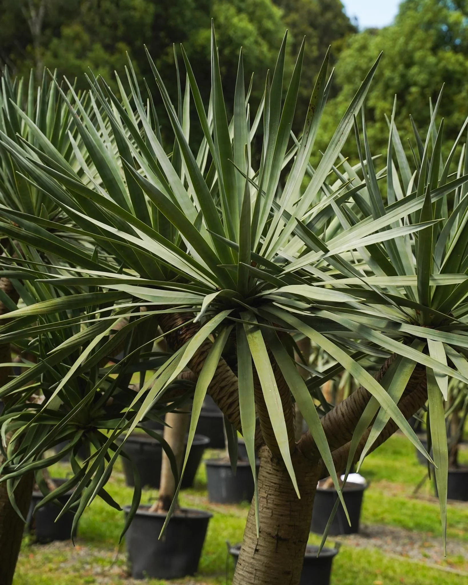 Bring the unique leaves of the Dragon Tree to your space, get in touch with our team to learn more about our availability! 🌳

#heritageacres #treefarm #maturetreefarm
