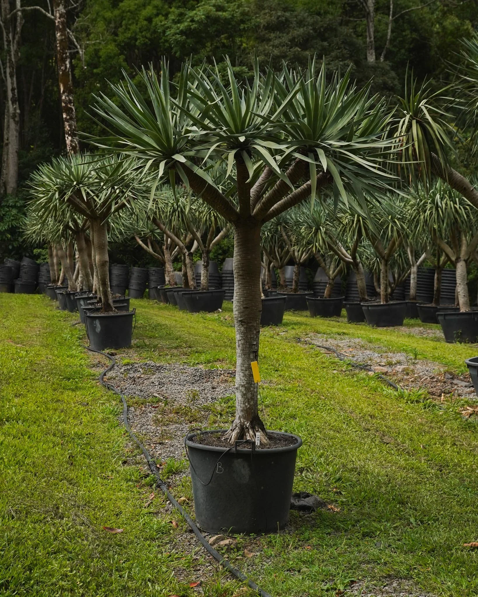 Our Dragon Trees are captivating specimens that stand out in any space 🌳

Get in touch with our team to learn about our available stock! 🐉

#heritageacres #treefarm #maturetreefarm