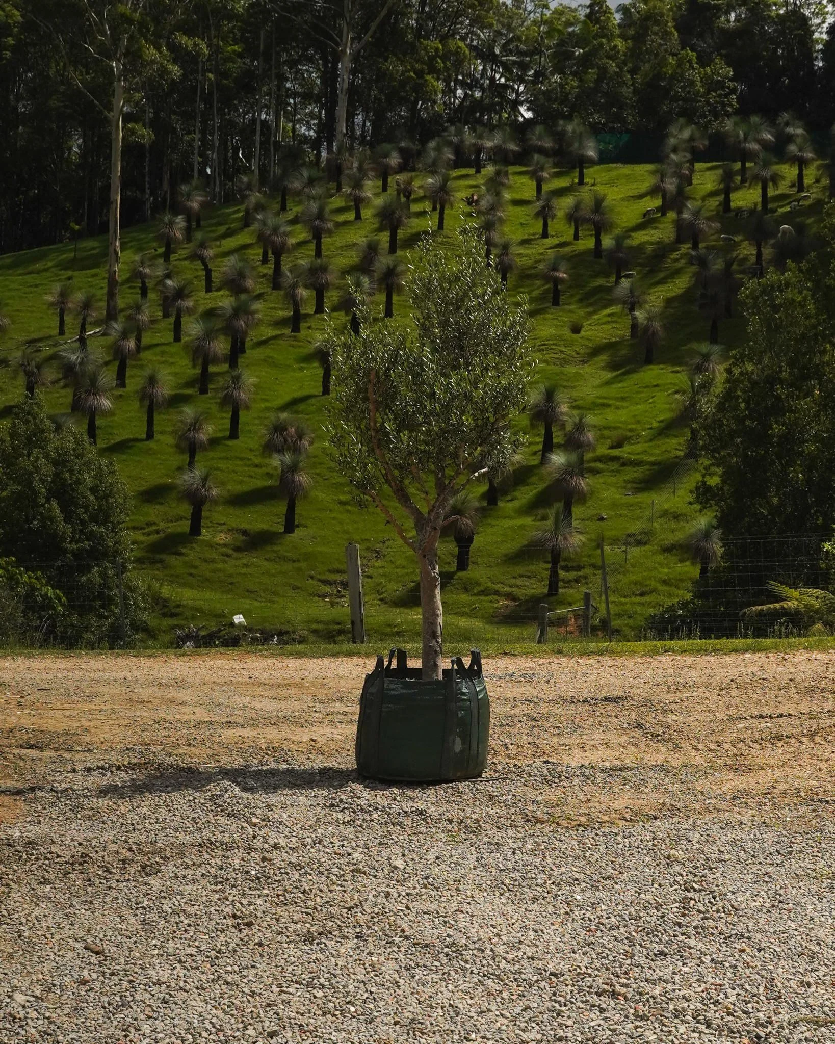Bring a touch of Mediterranean charm to your space with a feature Olive Tree 🫒

#heritageacres #treefarm #maturetreefarm