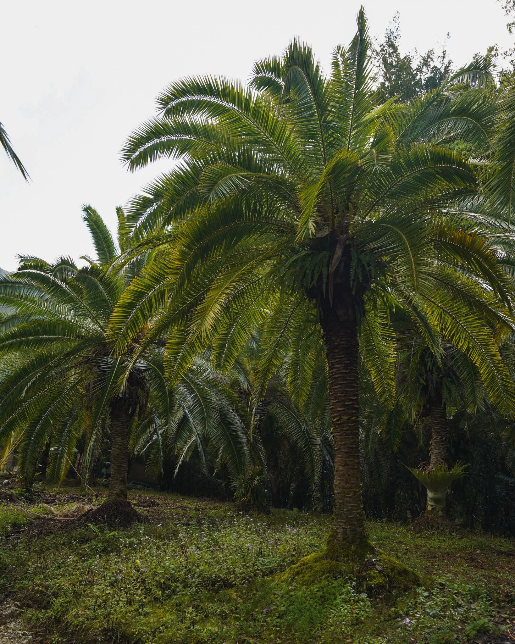 Bring the lush tropical palms of the Phoenix Rupicola palm to your space 🌴

Get in touch with our team today to learn about our available stock 📞 

#heritageacres #treefarm #maturetreefarm