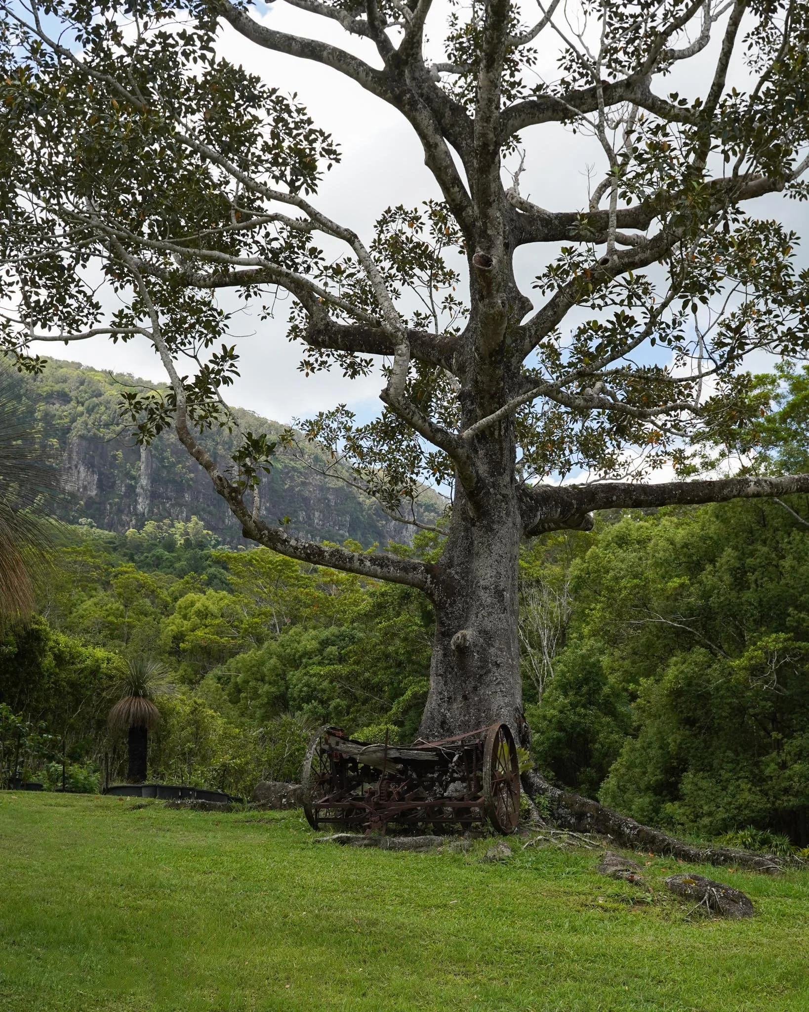 Heritage Acres 🌳

Take in the beautiful scenery of Currumbin Valley when you visit for your scheduled tree farm tour 📅

#heritageacres #treefarm #maturetreefarm