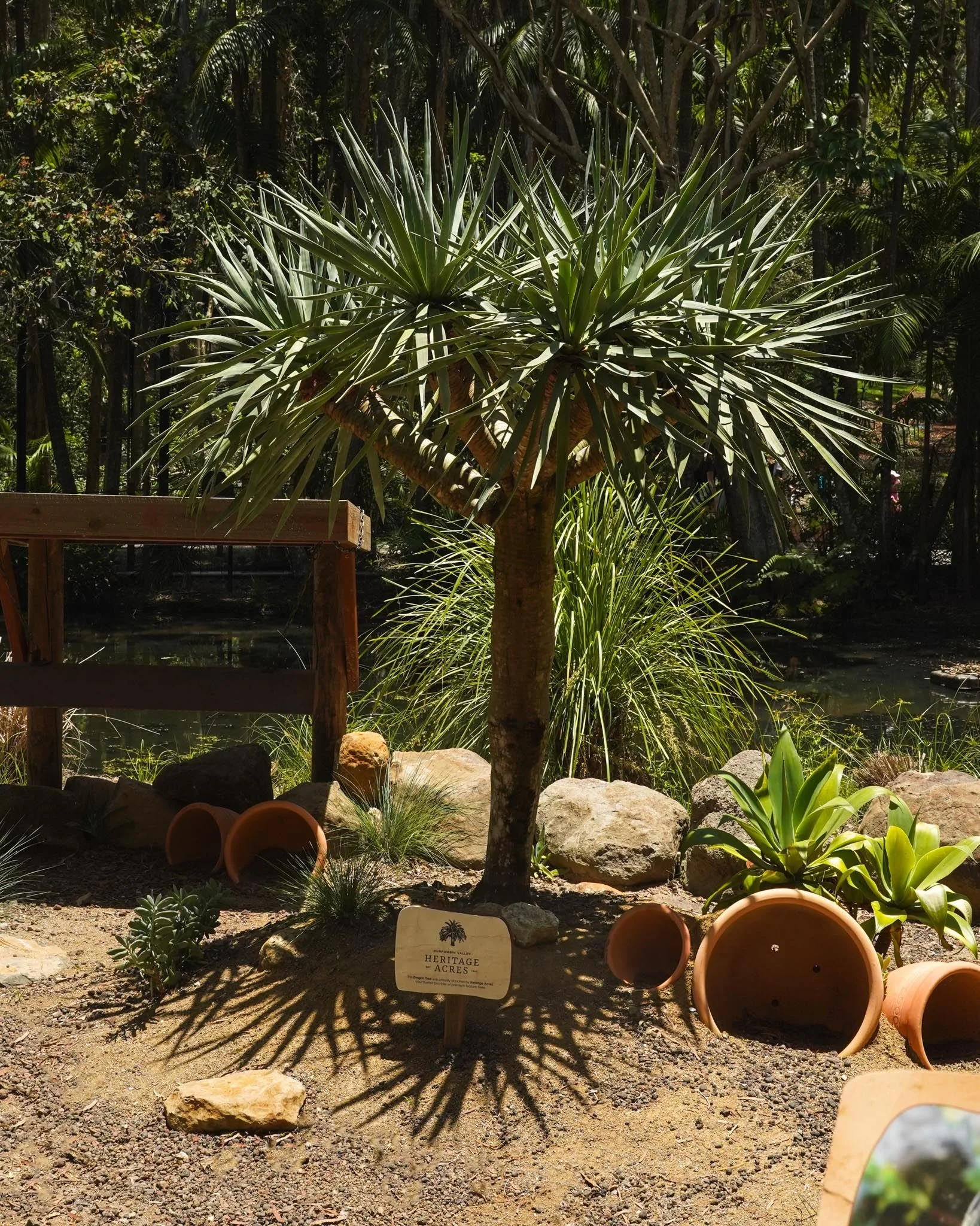 Dragon Tree (Dracaena draco) 🌳

An architectural standout chosen for its durability and character, perfectly suited to life within the tortoise enclosure. A feature that delivers impact while handling the environment with ease. 🐢

Looking for a sta