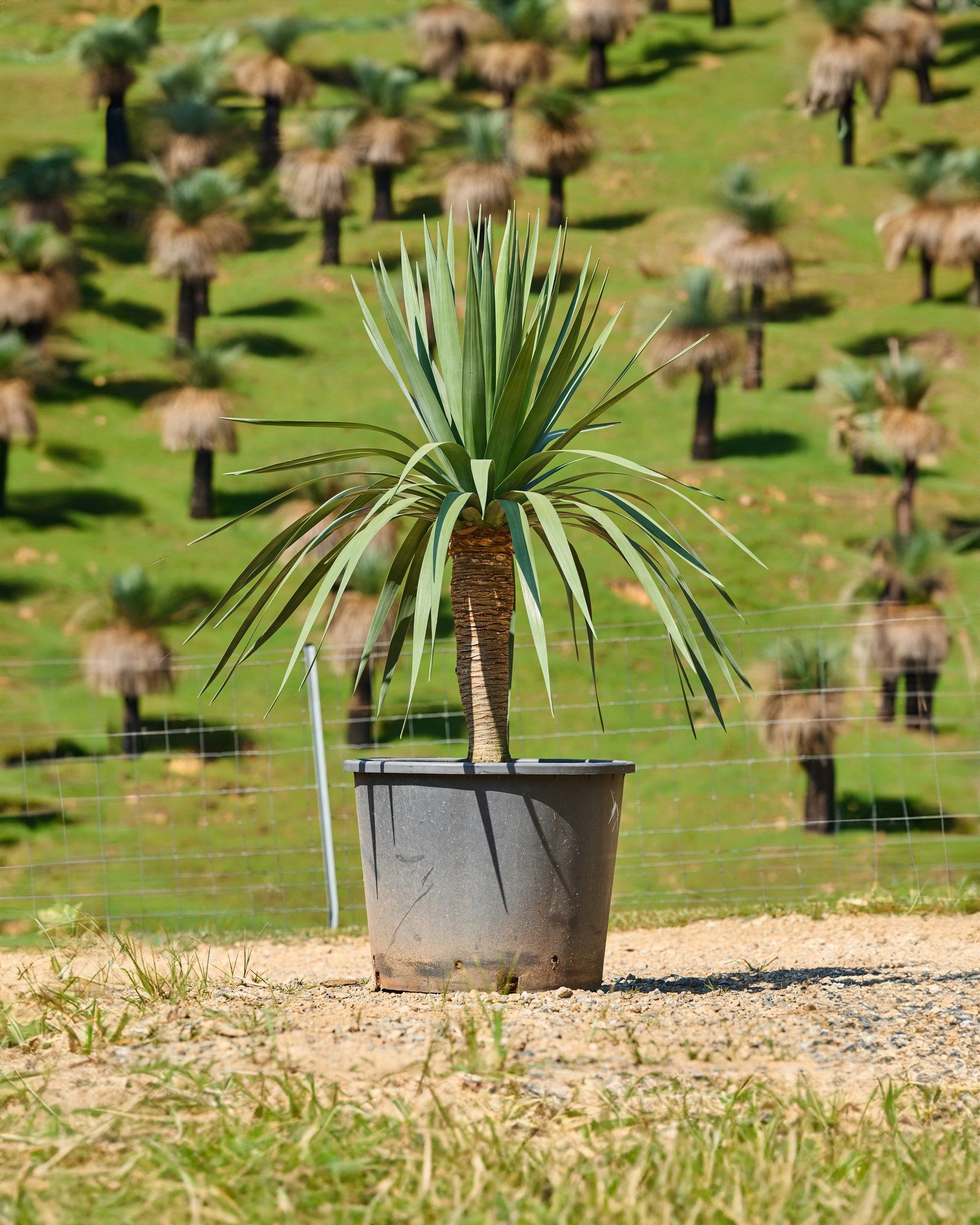 Our Size X Dragon Trees are back at Heritage Acres! 🌳

Beautiful single-head Dracaena with strong trunk character and a clean architectural canopy - perfect for entry features, pool zones, courtyards and structured landscape designs. 🌳

Get in touc