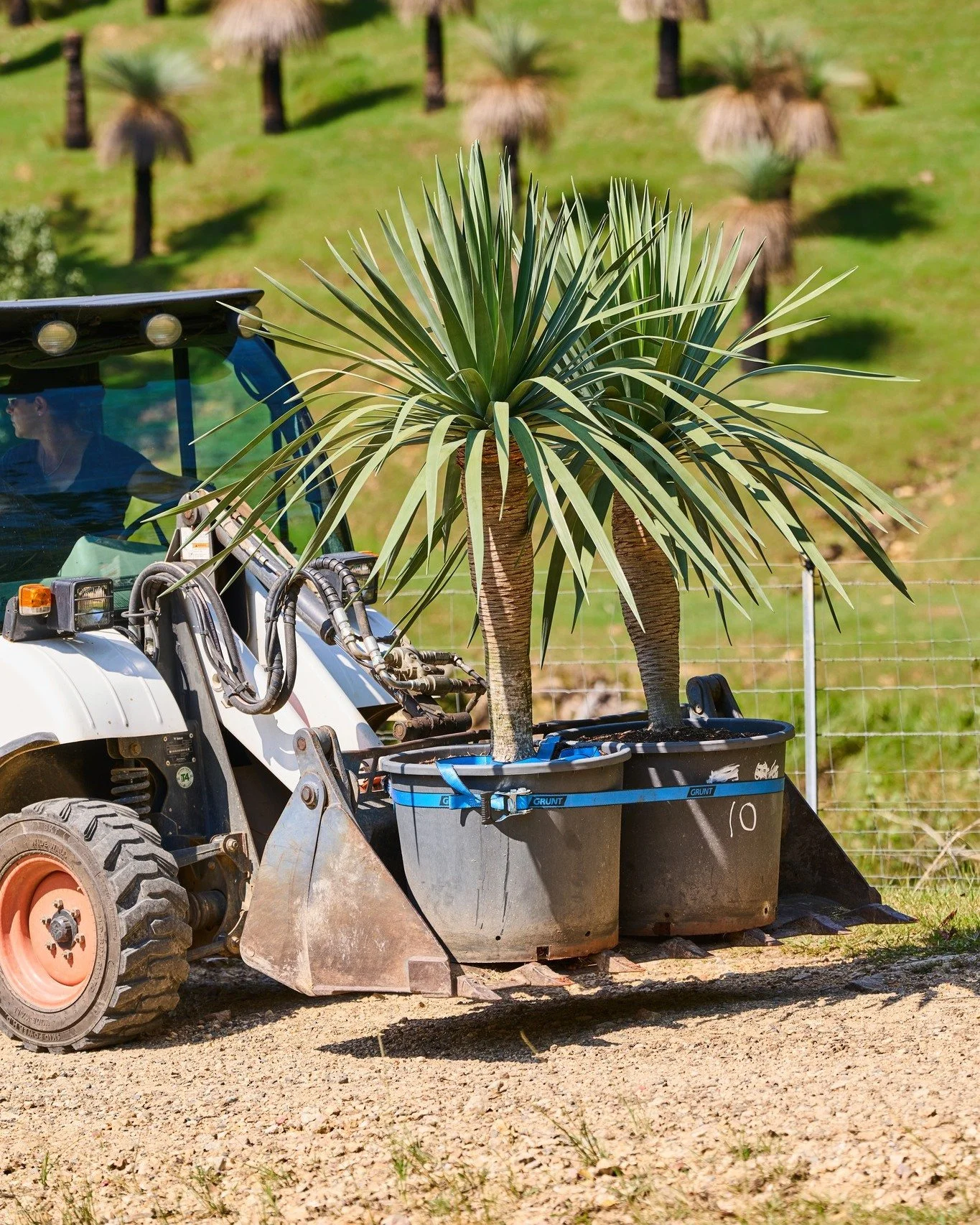 2 Size X Dragon Trees on the move 🌳

Get in touch with our team to learn about our available stock 📞

#heritageacres #treefarm #maturetreefarm