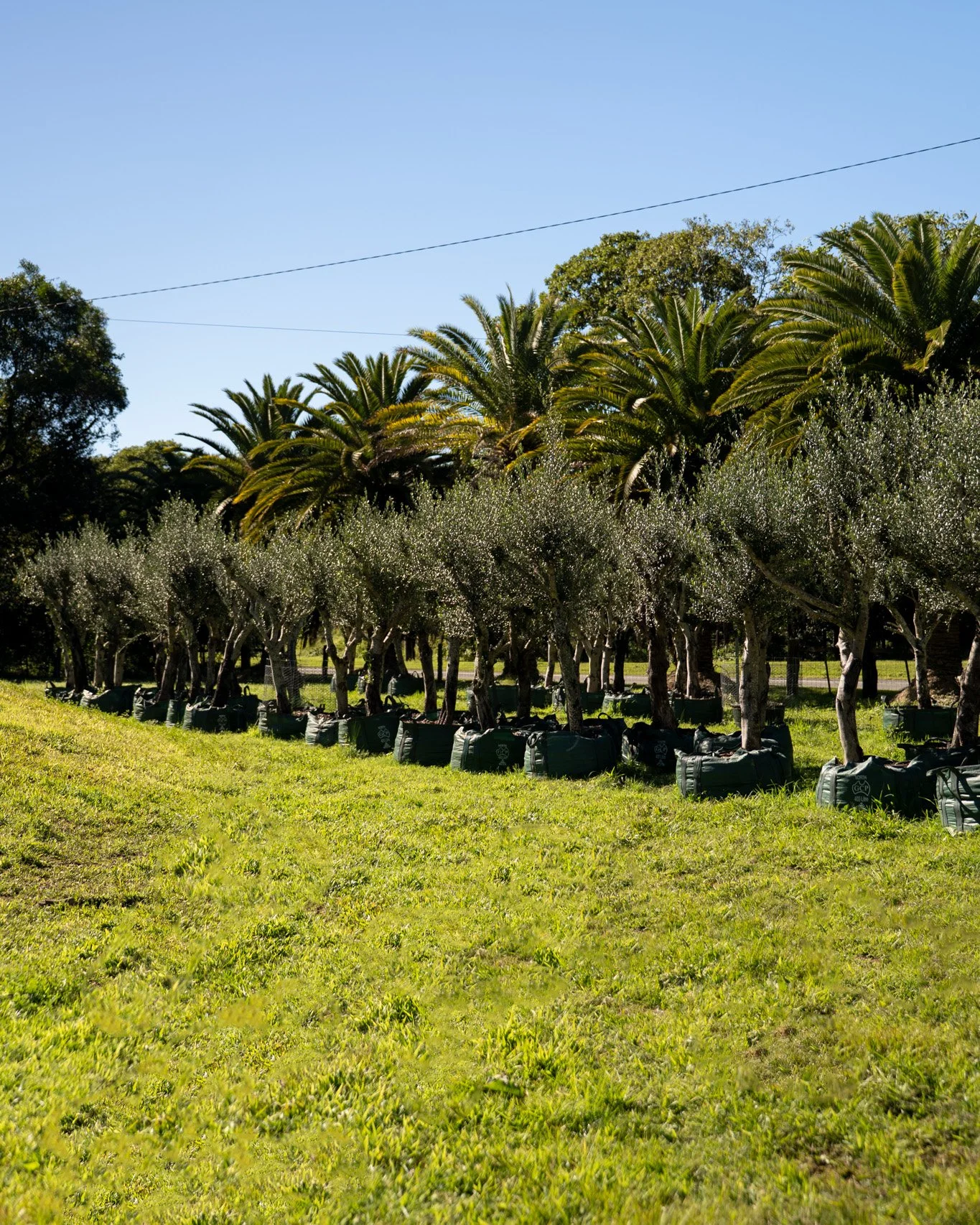 A row of established Olive Trees at Hopeful Ranch. 🌳

Each one's grown to its own shape and size, so no two are quite the same. Book a farm tour and walk the row yourself to pick the specimen that suits your space.

Call to arrange a visit, Monday t