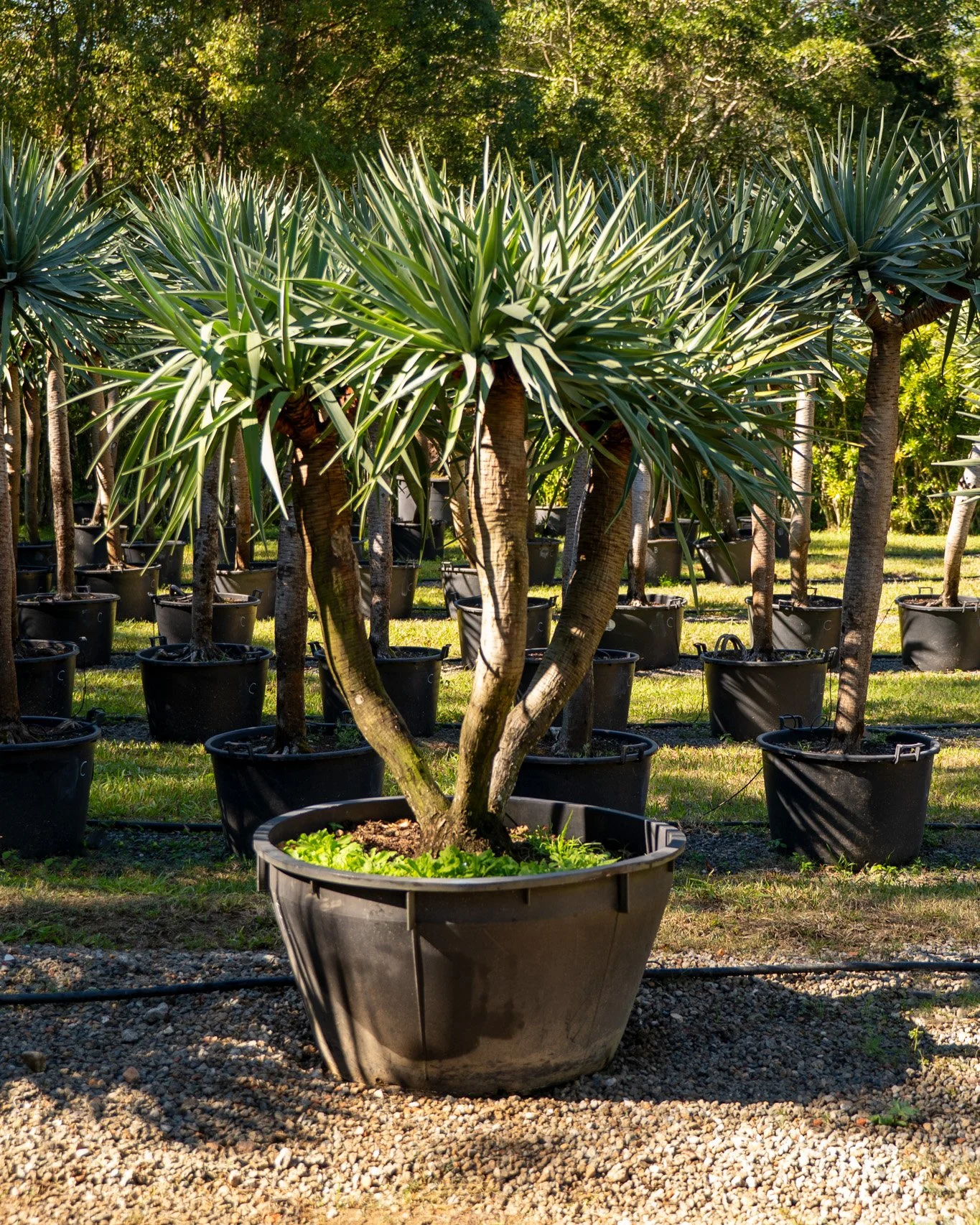 Multi-headed Dragon Tree, part of our feature collection. 🌳

Every specimen in this collection has its own shape, from clean single-heads to broad, branching multi-heads like this one. Sizes vary just as much. Whatever the space, there's a form that