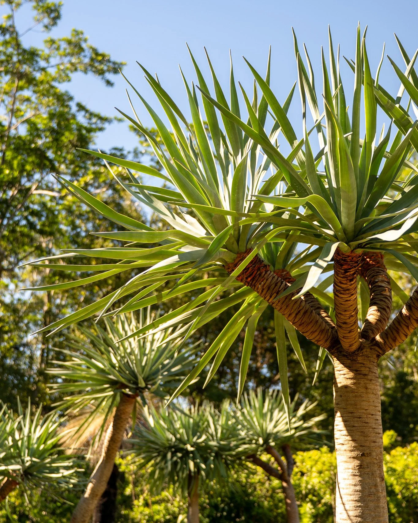 Dragon Tree leaves, sword-shaped and silvery-blue-green, radiating out in a dense rosette. 🌳

Each head grows its own cluster like this, which is part of what gives Dracaena draco its distinctive, sculptural silhouette. The branching trunk underneat