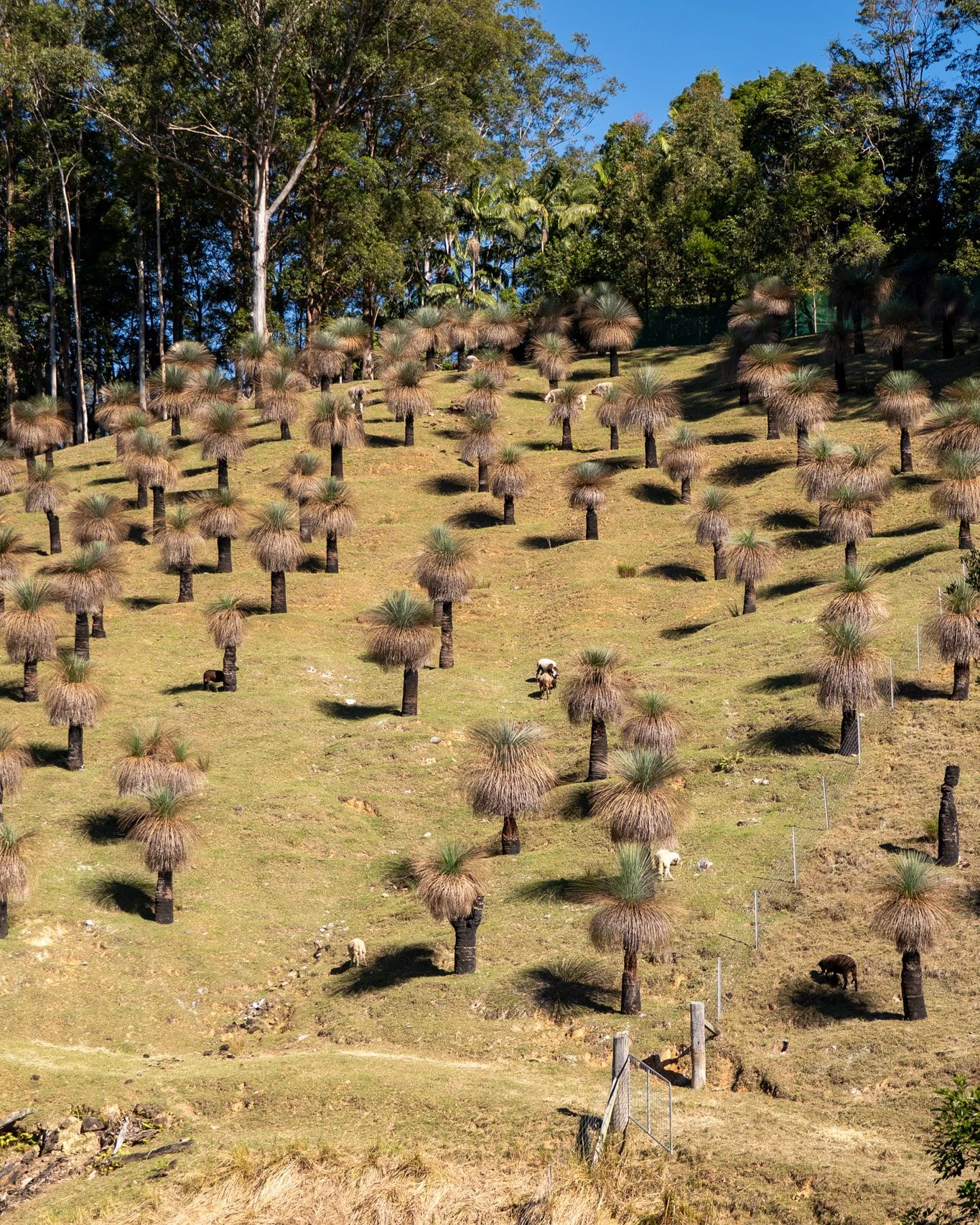 A whole hillside of Grass Trees, Xanthorrhoea. 🌳

Dozens of established specimens across the slope, with the flock grazing between them. Something you can only really take in by walking the hill yourself.

Book a farm tour to see it in person.

#her