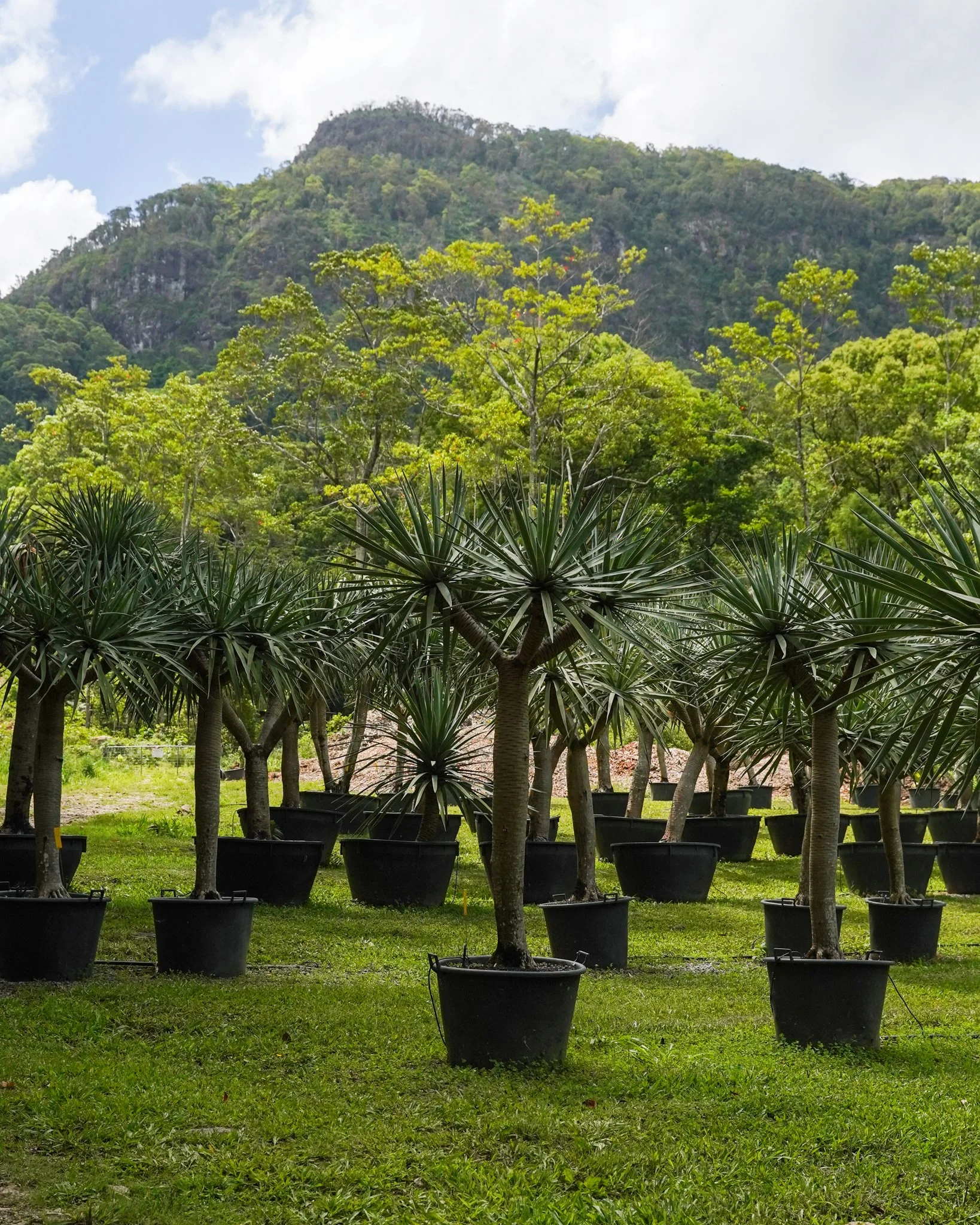 This is what instant maturity looks like. 🌳

A section of our Dragon Tree collection, Dracaena Draco, potted and ready to install. 🌳

#heritageacres #dragontreesgoldcoast #dragontrees