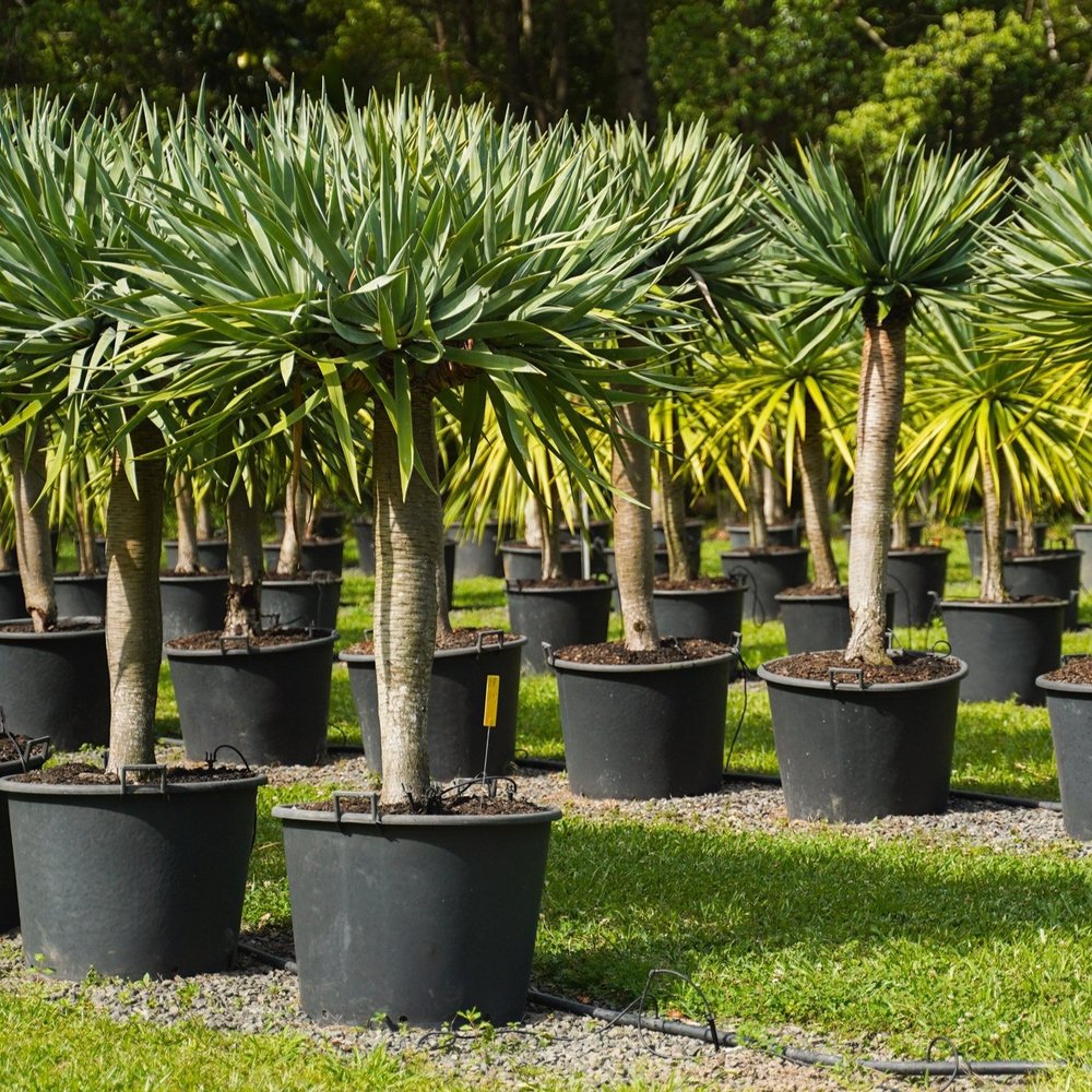 Heritage Acres - Premium Feature Trees