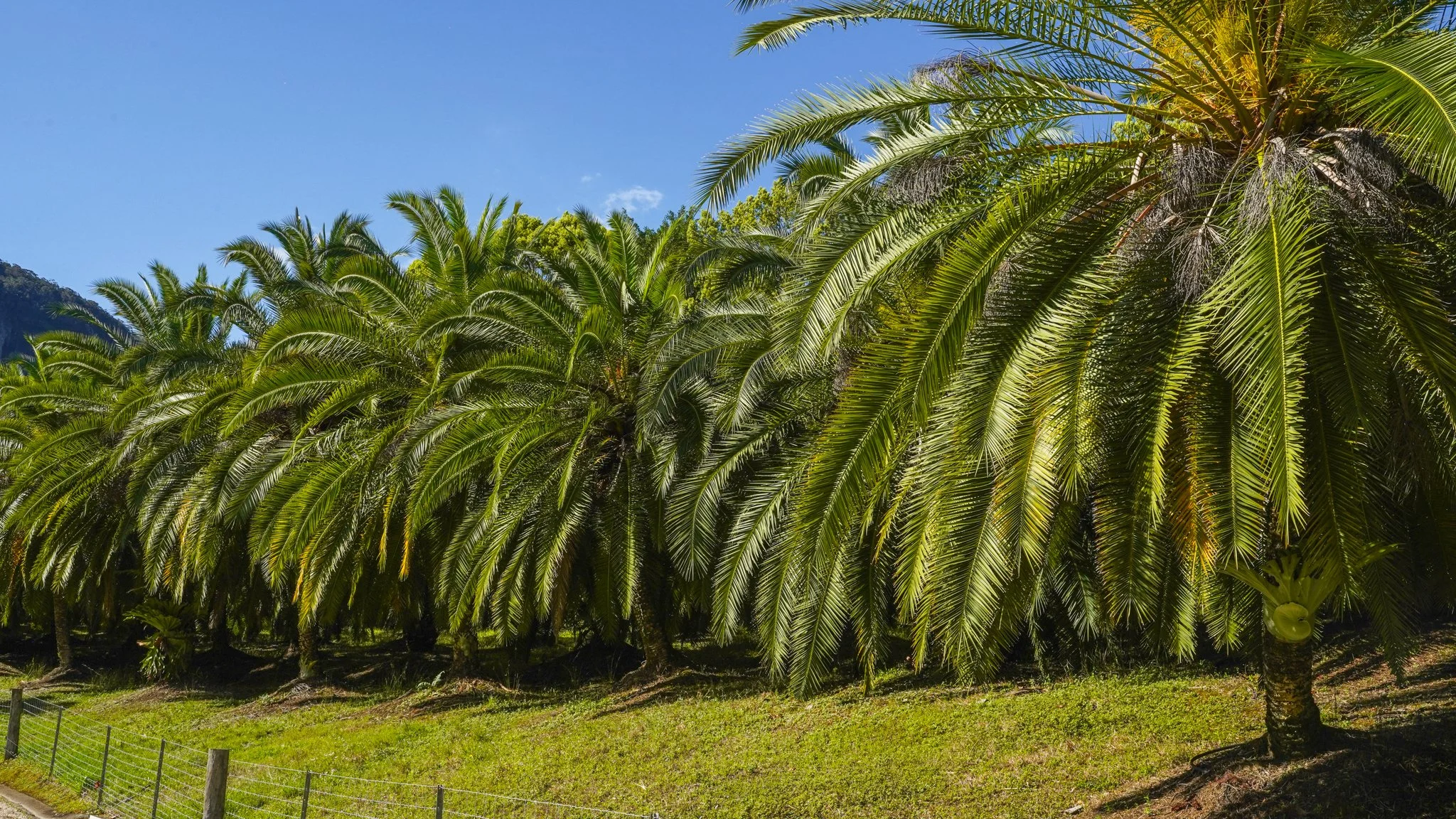 Heritage Acres - Premium Feature Trees