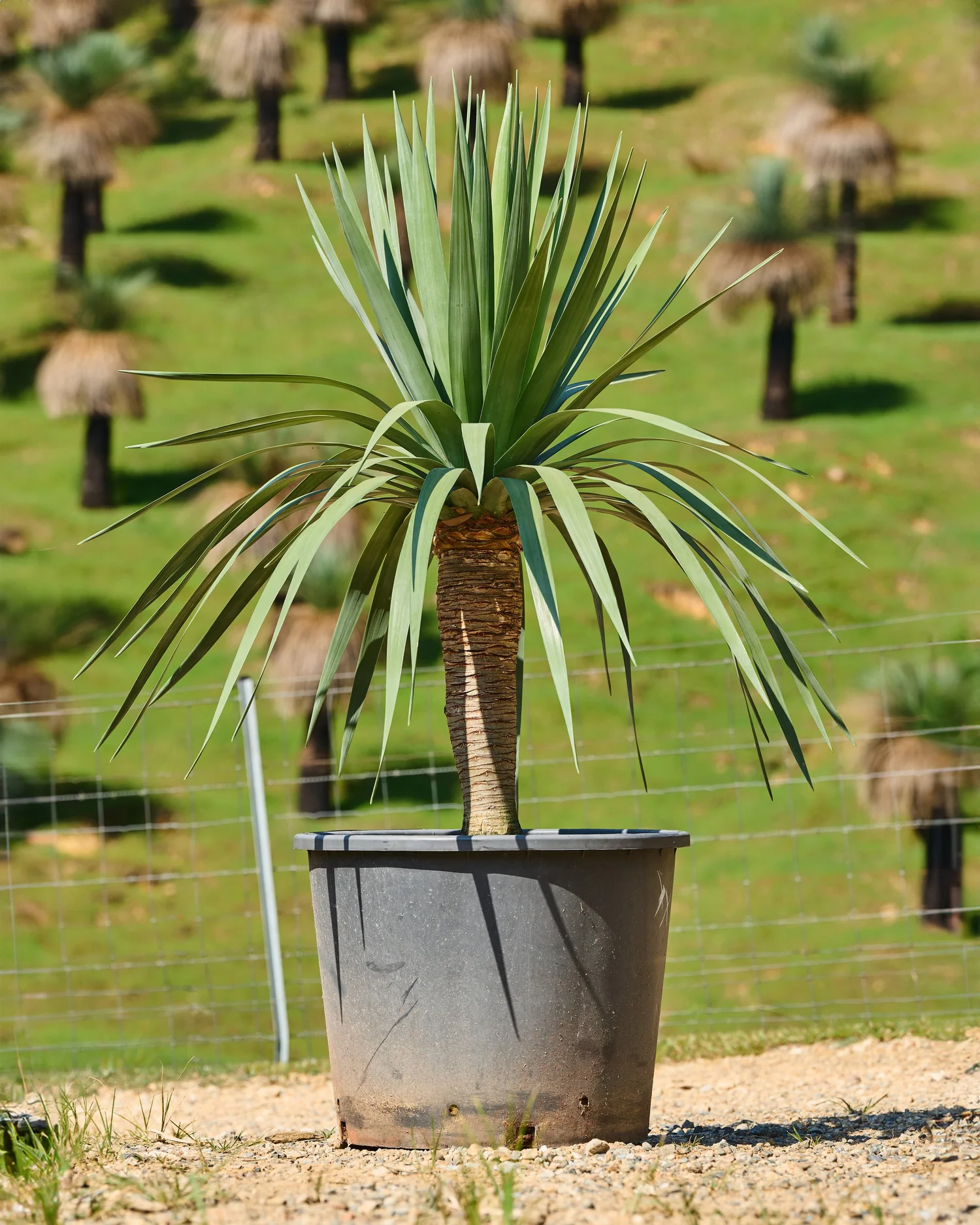 Dragon Trees for Sale | Heritage Acres – Mature & Unique Landscaping ...