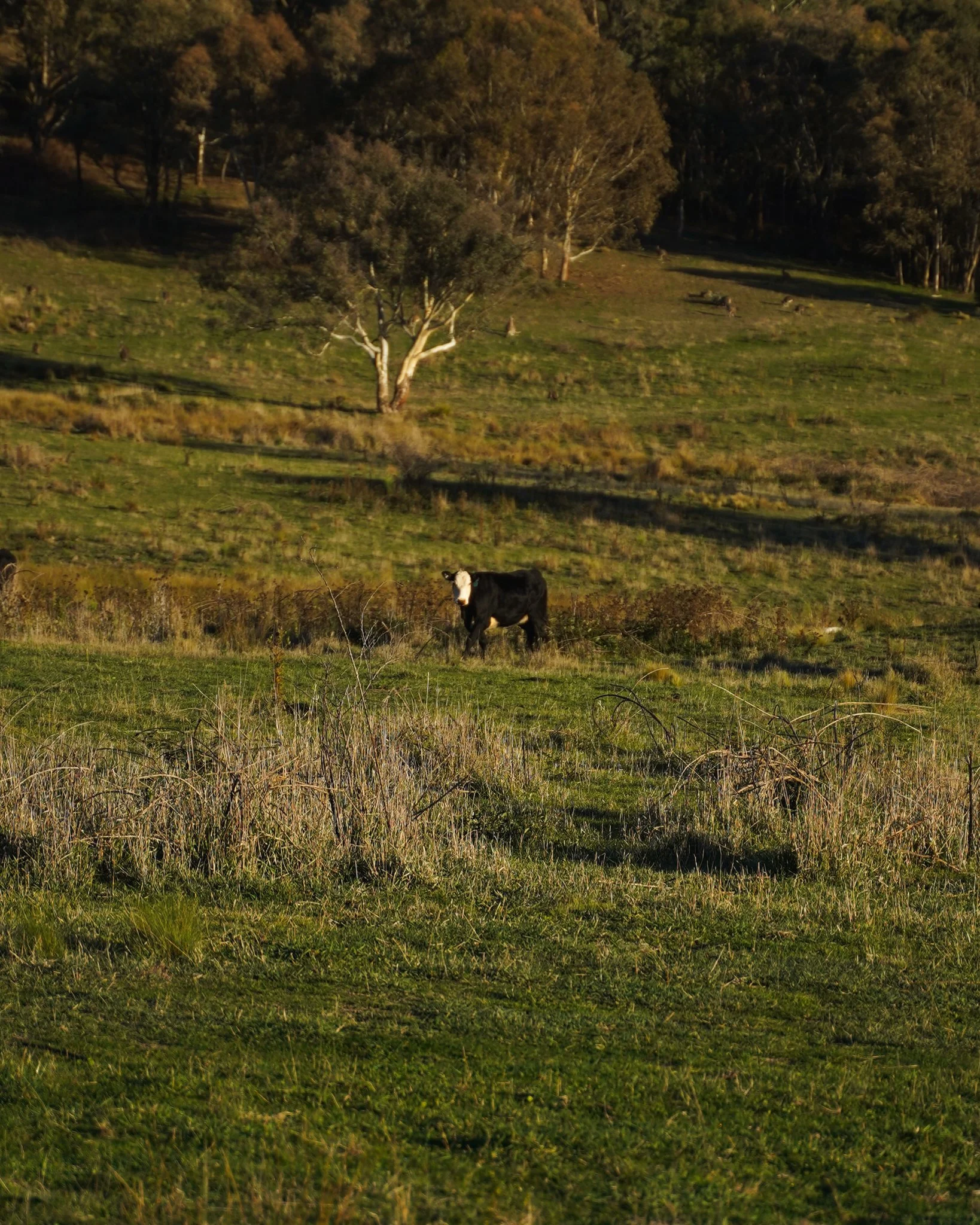 Hopeful Ranch