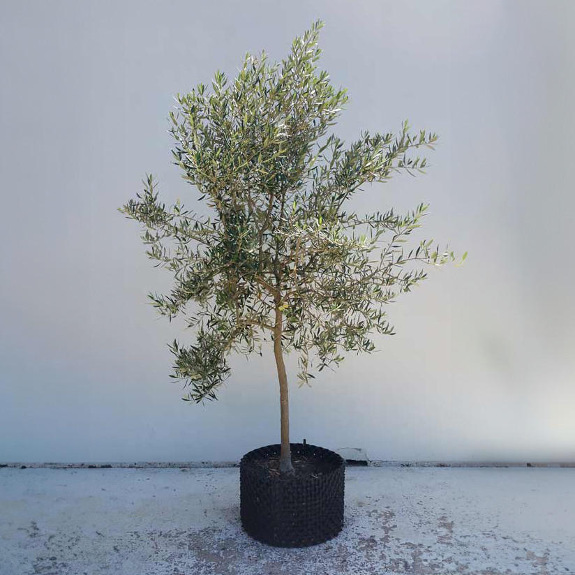 Olive Tree 100L