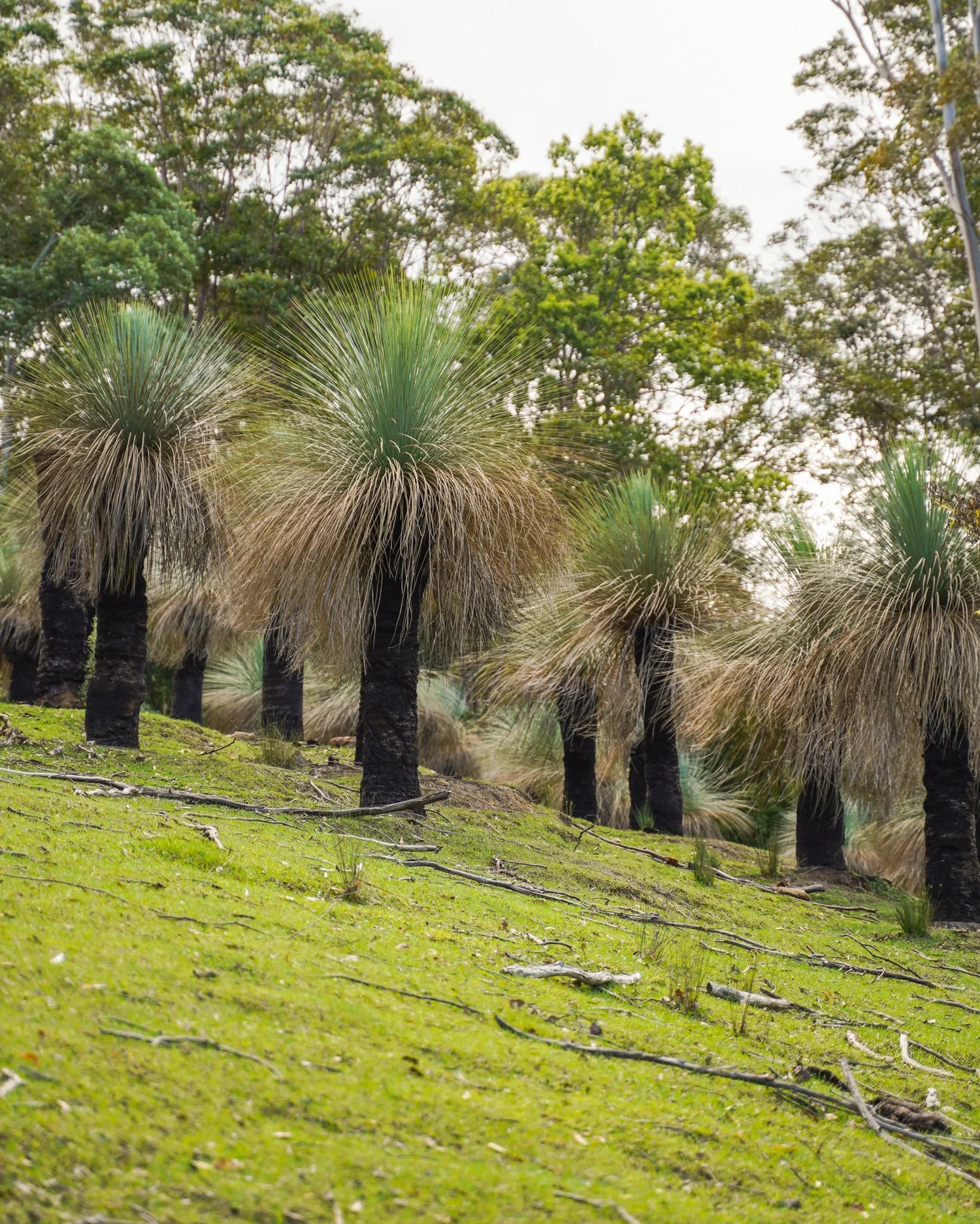 Explore Our Grass Trees (Xanthorrhoea) — Heritage Acres