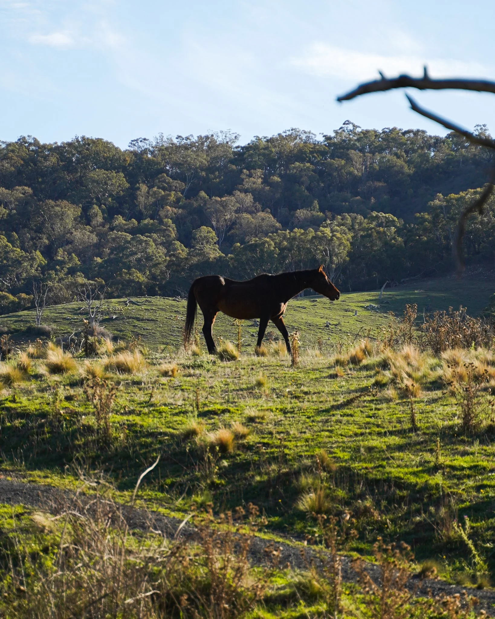 Hopeful Ranch