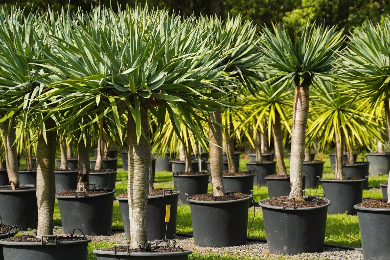 DSC02333 - Edited.jpg