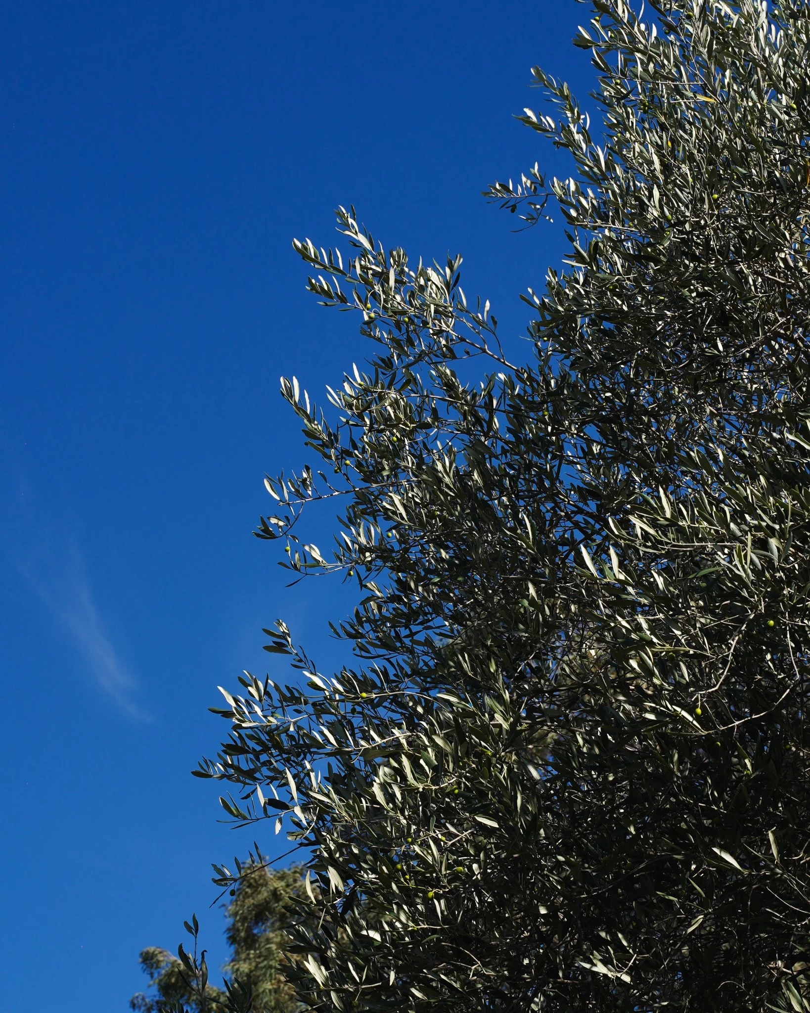 Hopeful Ranch Olive Tree
