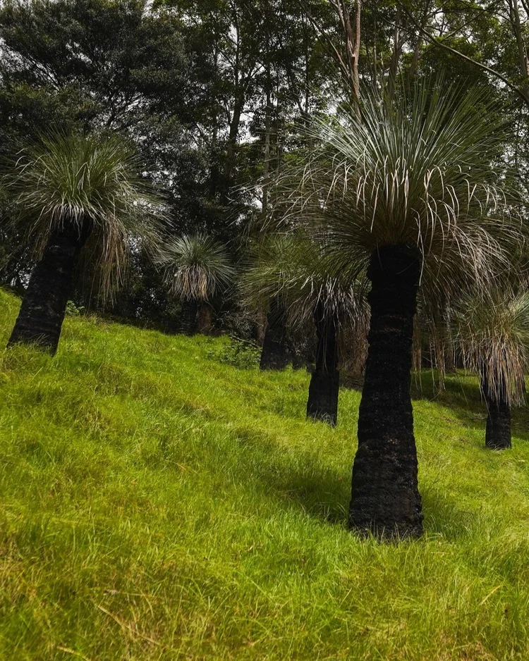 Grass Trees — Heritage Acres