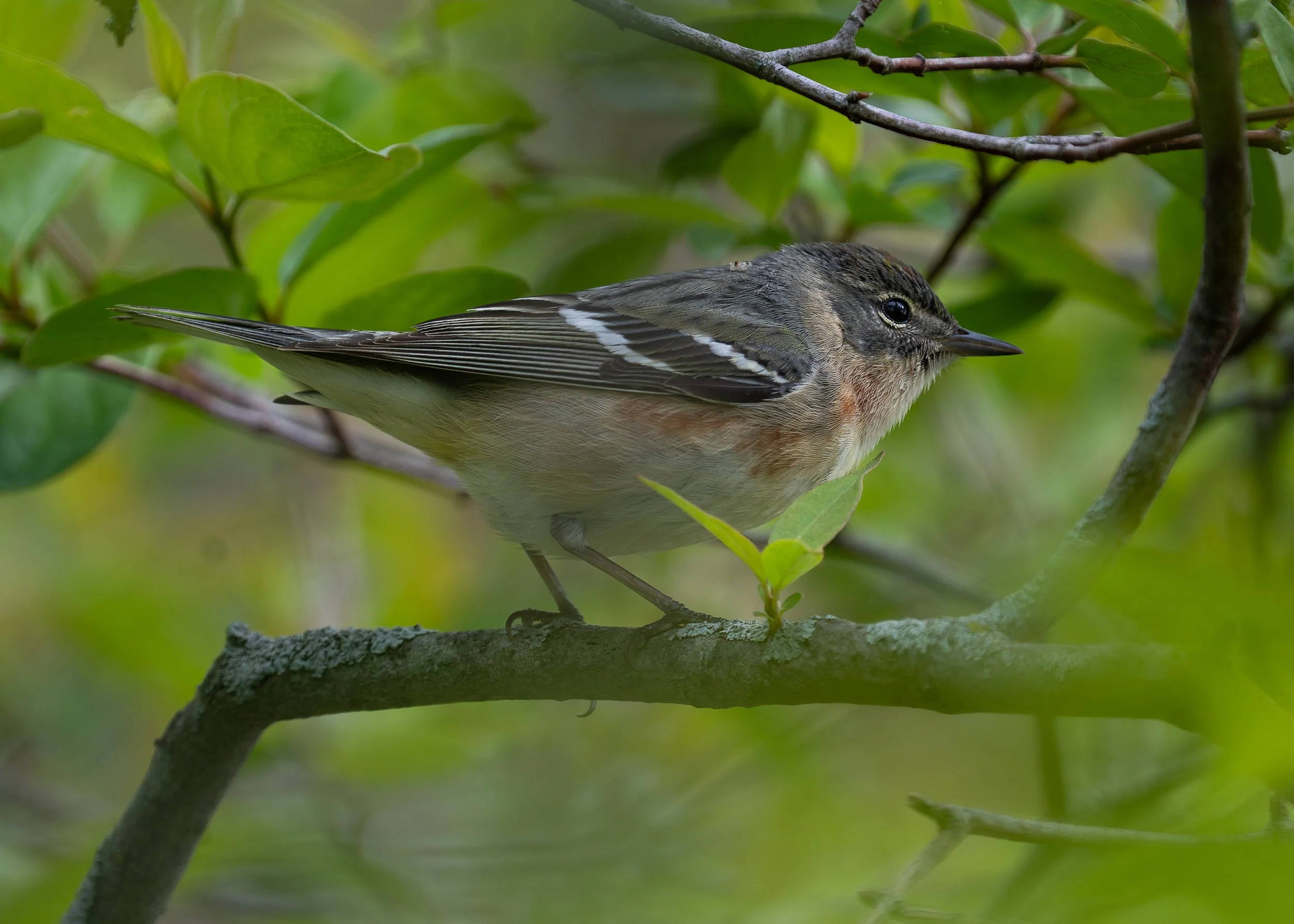 Bay-breasted Warbler, Magee Marsh, Ohio USA