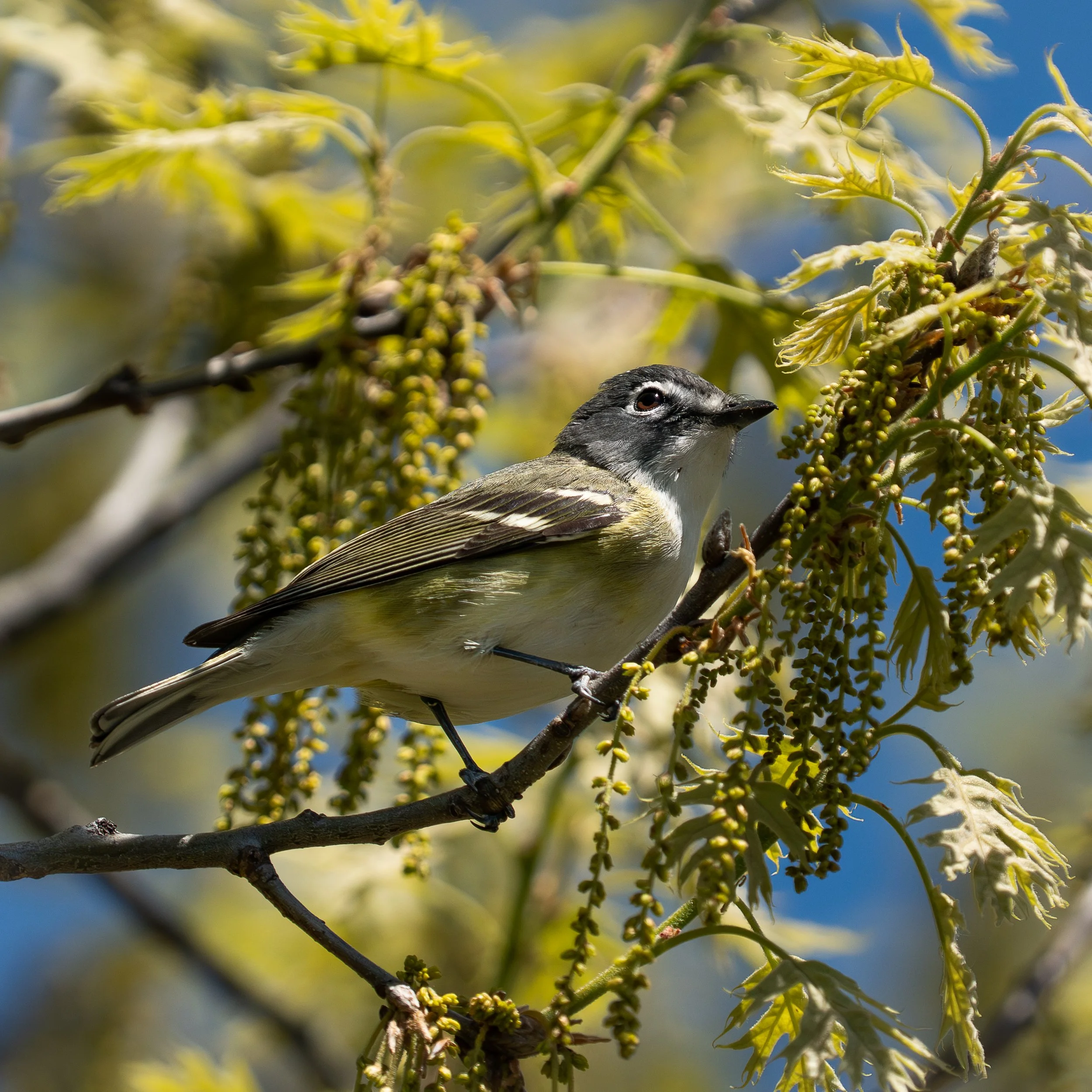 Blue-headed Vireo, Point Pelee National Park, Ontario Canada