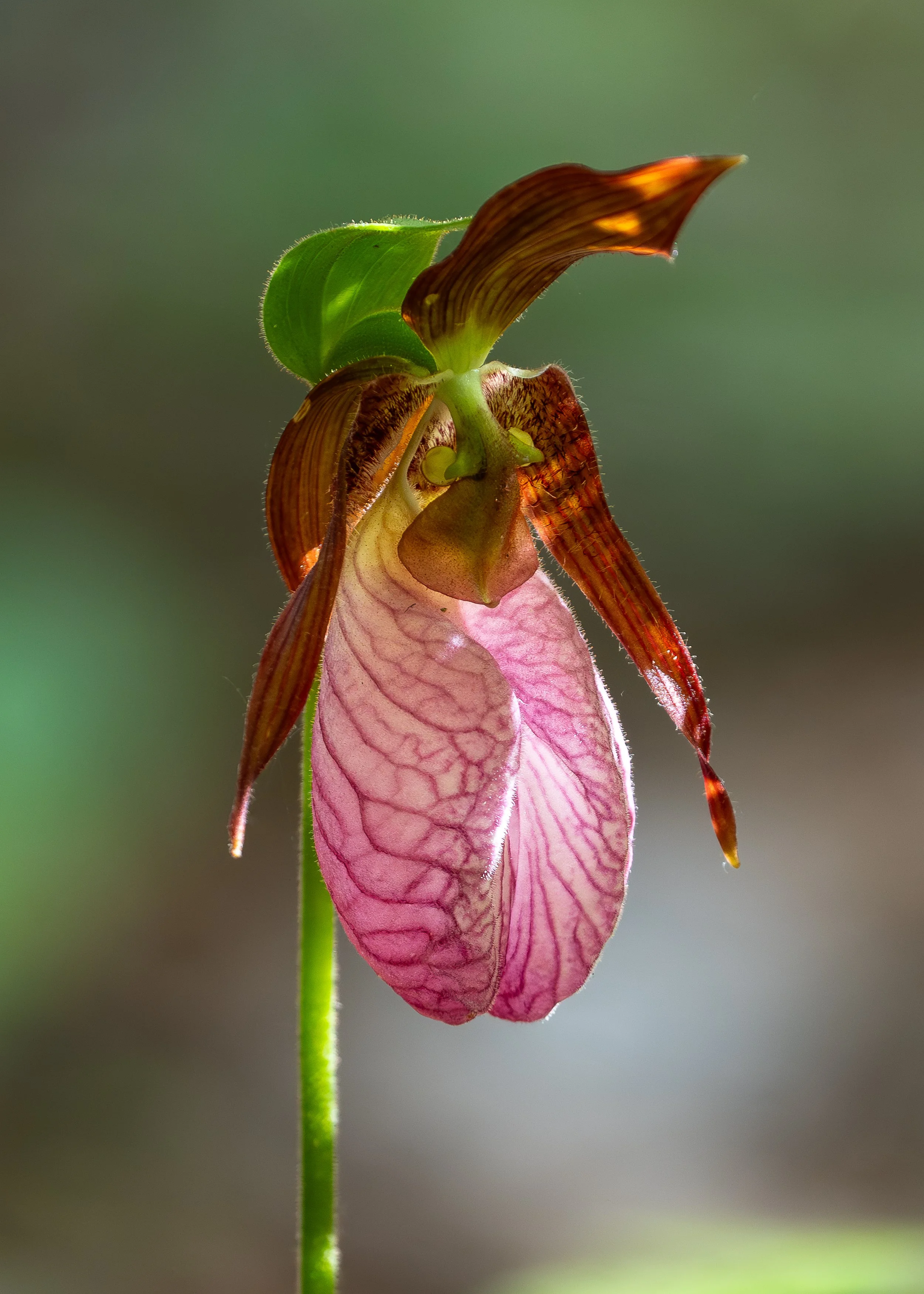 Pink Lady's Slipper, Maine USA