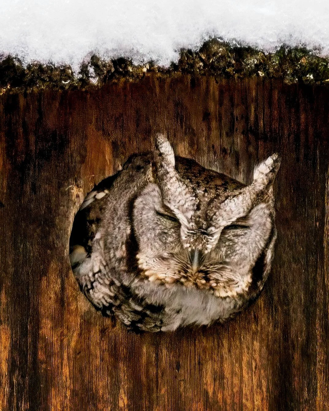 Eastern Screech Owl, Washington County New York USA
