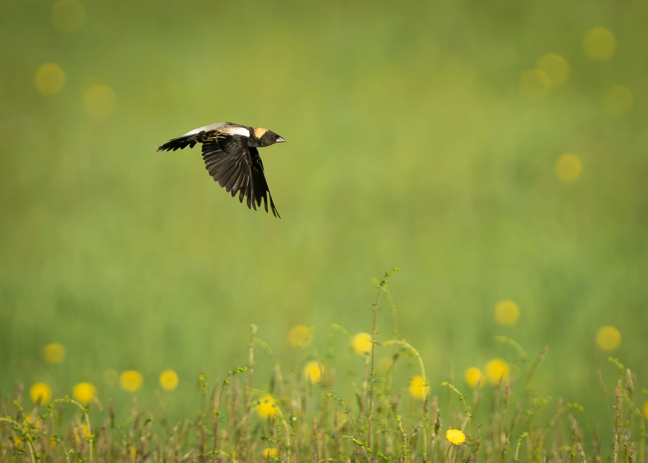 Bobolink, Washington County New York USA