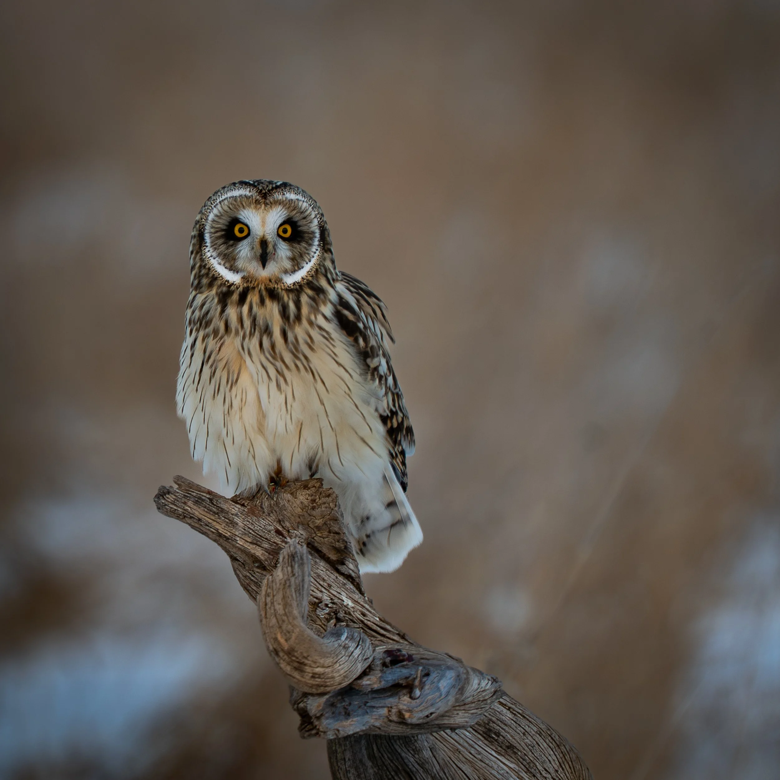 Short-eared Owl, Killsnake Wildlife Management Area Wisconsin USA