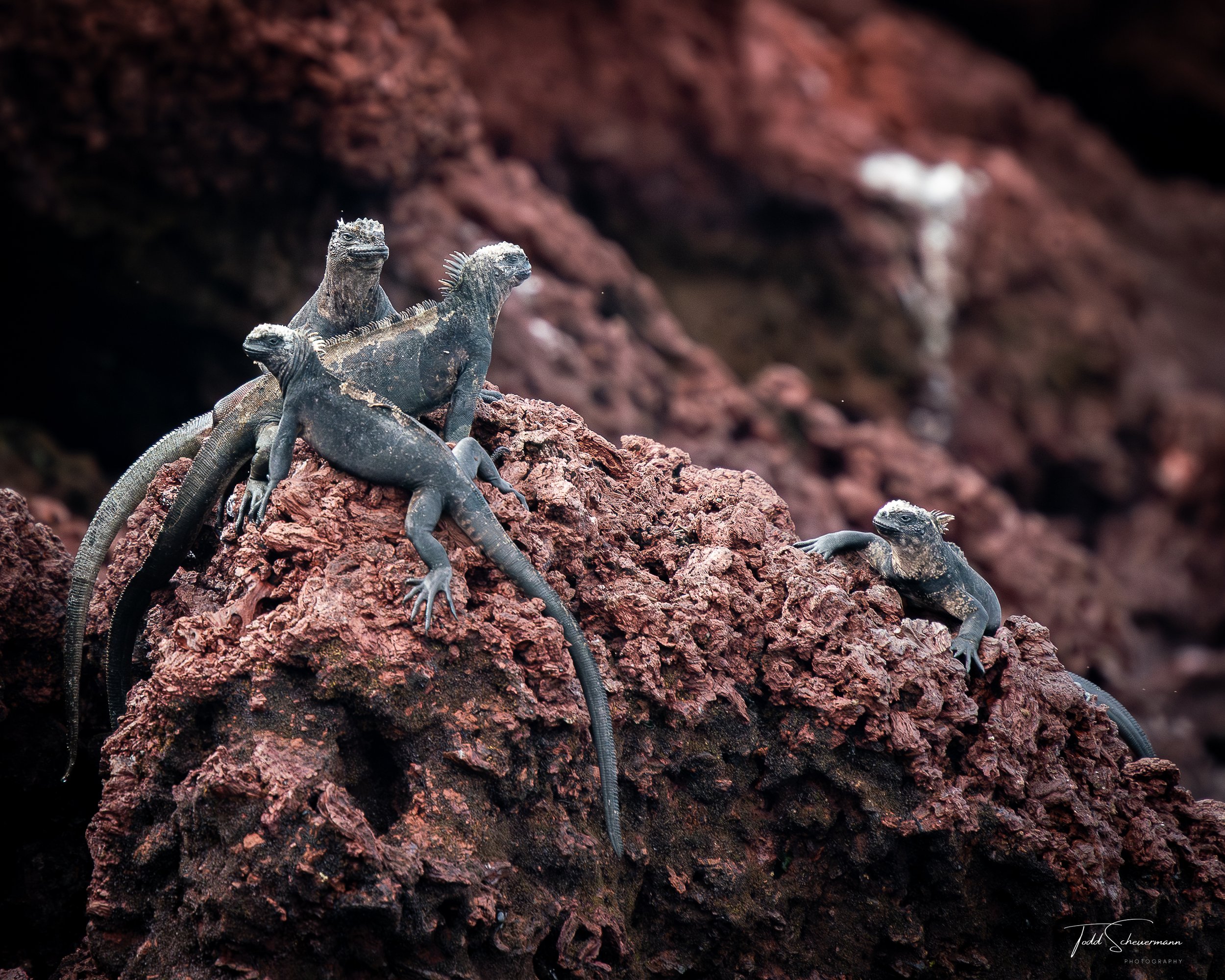 Marine Iguanas, Galapagos Islands Ecuador