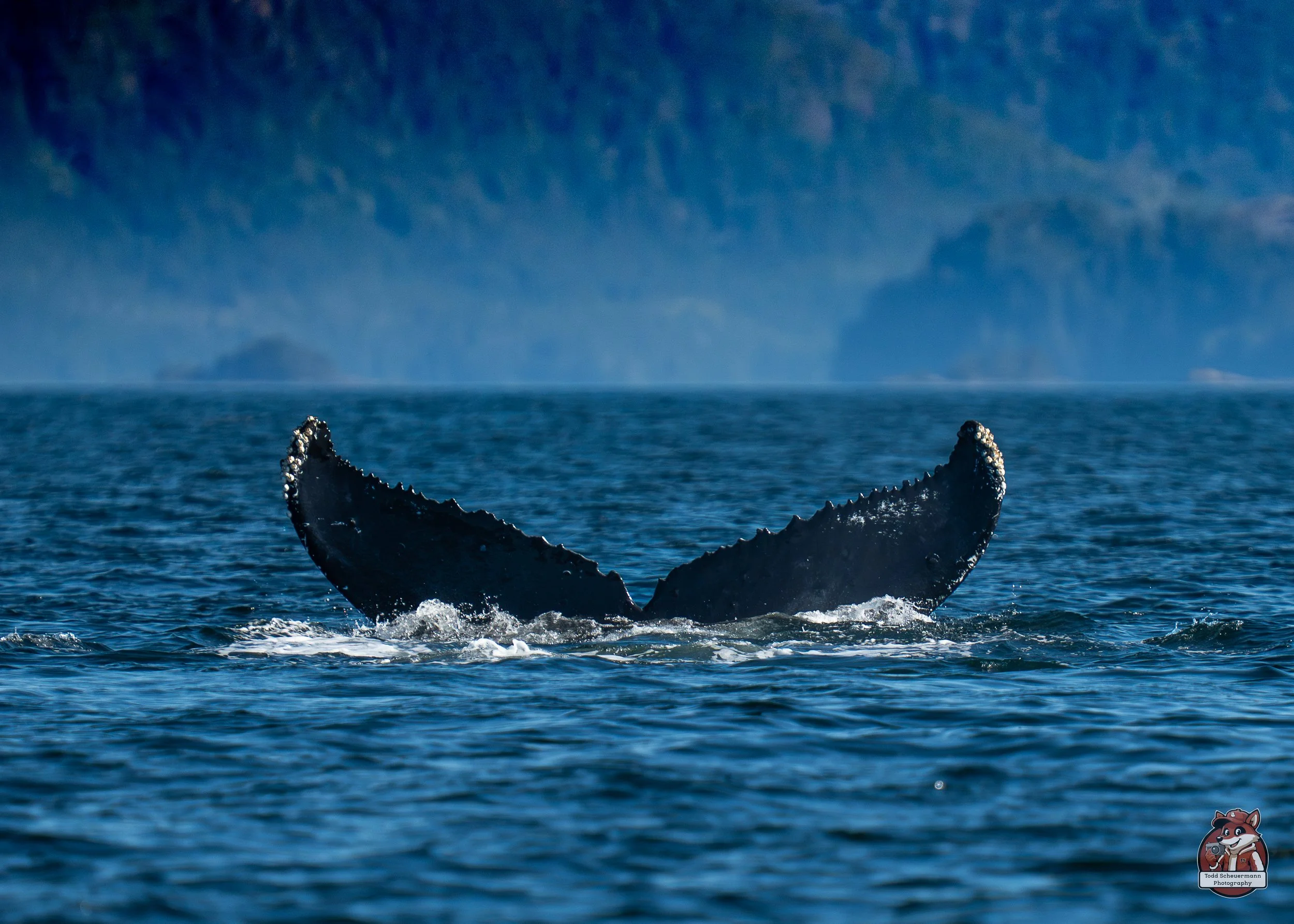 Humpback Whale, Sitka Alaska USA