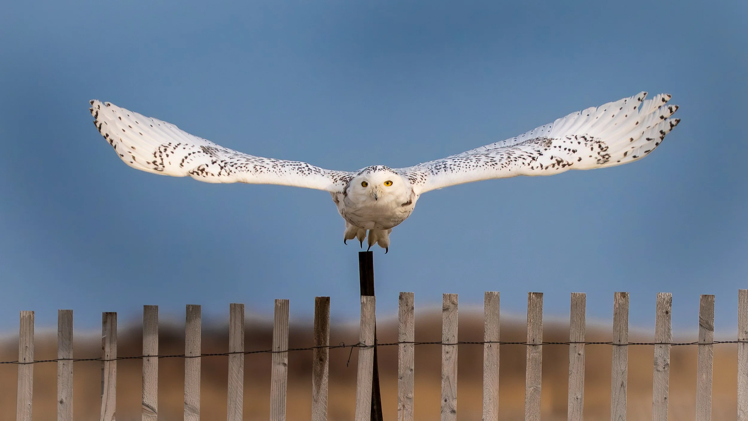 Snowy Owl, Nickerson Beach Long Island New York USA