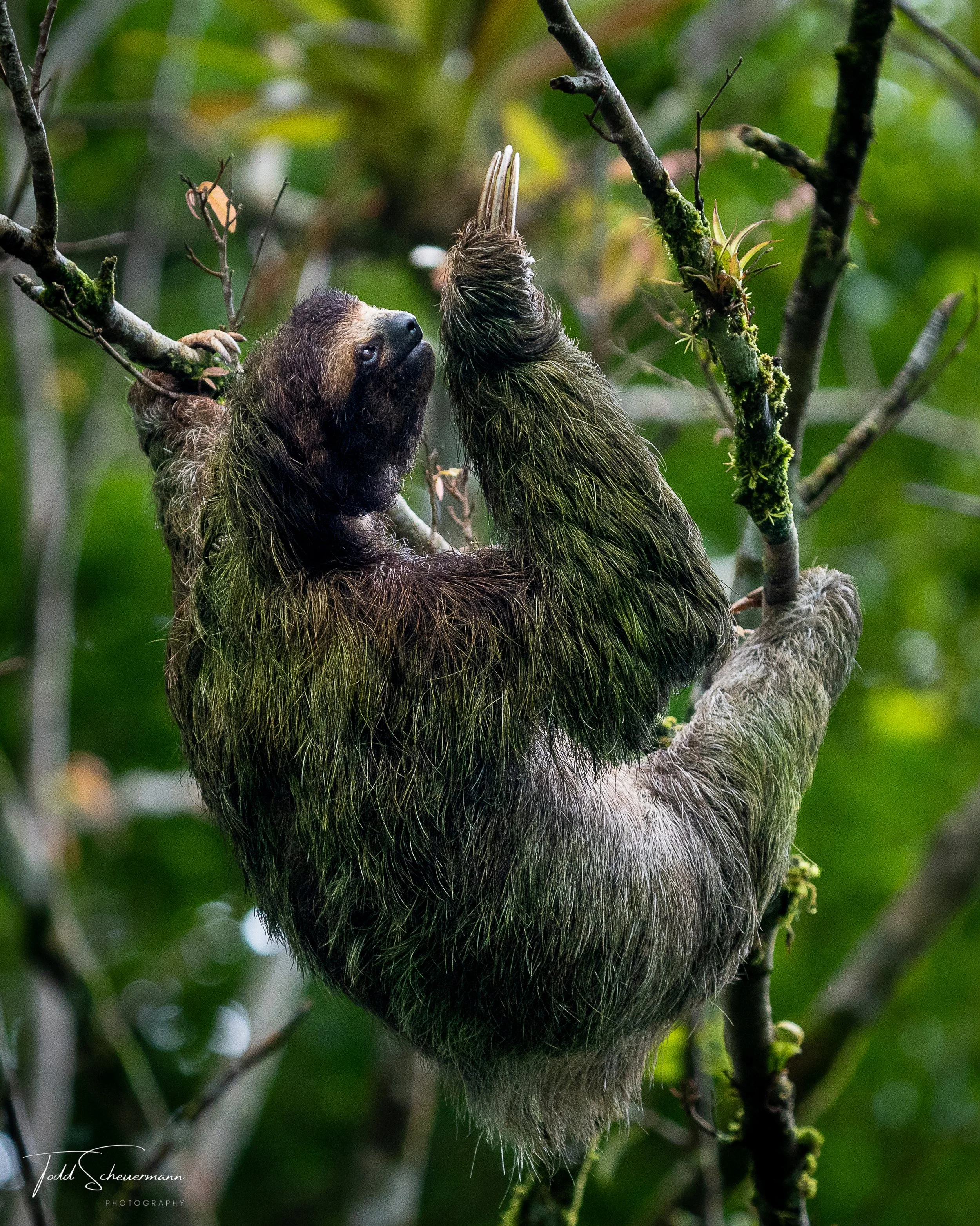 Three-toed Sloth, Costa Rica