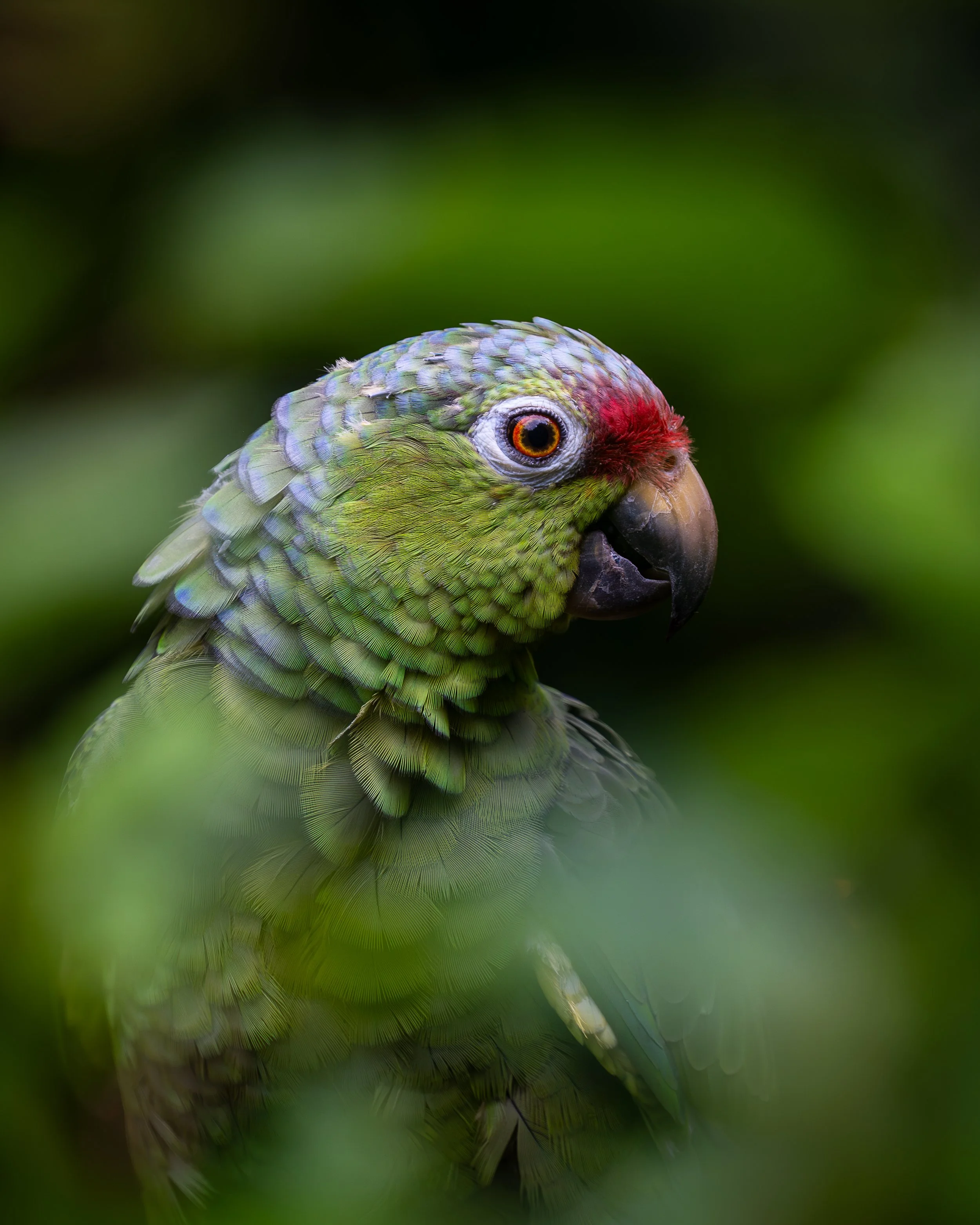 Red-lored Parrot, Osa Peninsula Costa Rica