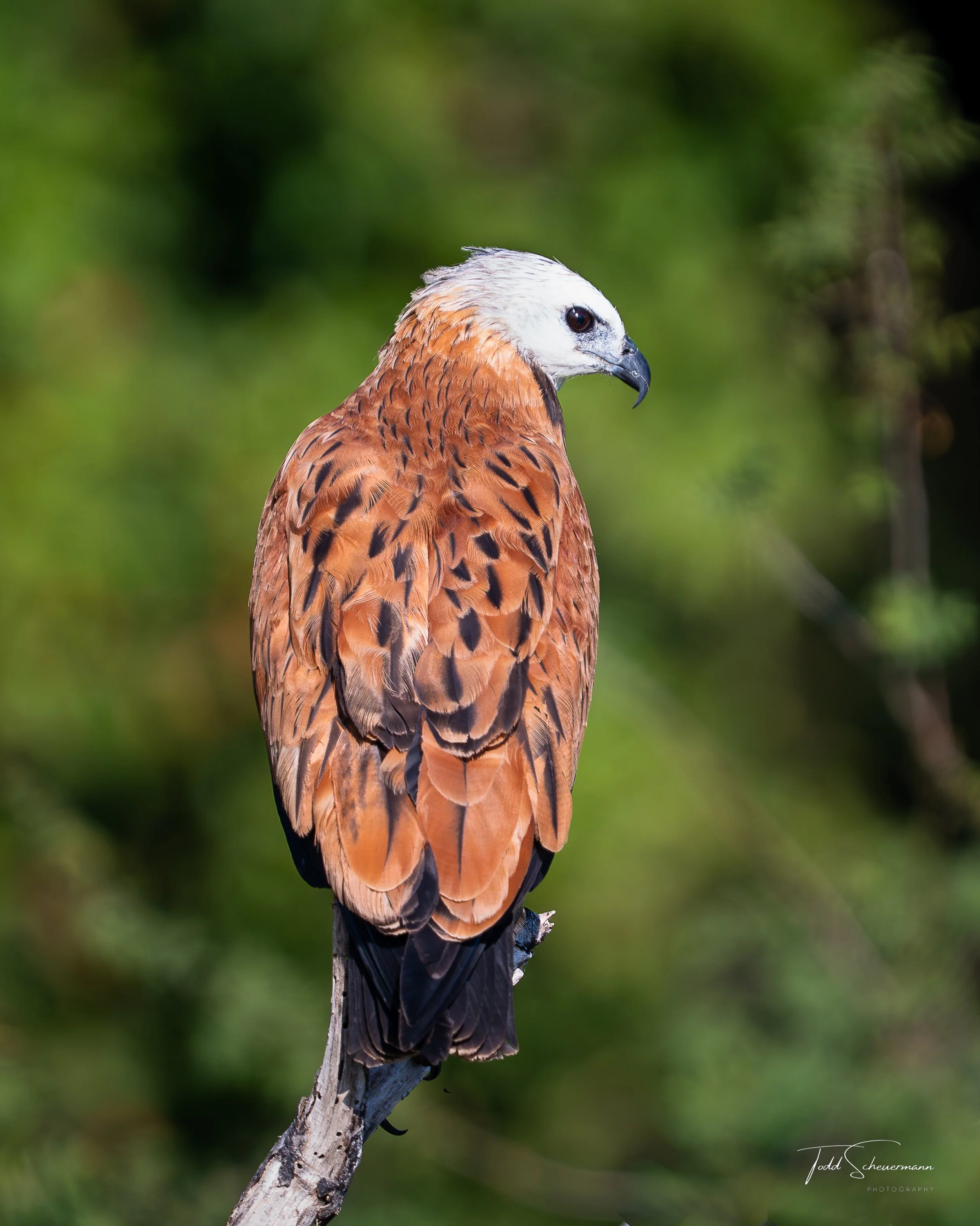 Black-collared Hawk, Crooked Tree Lagoon Belize