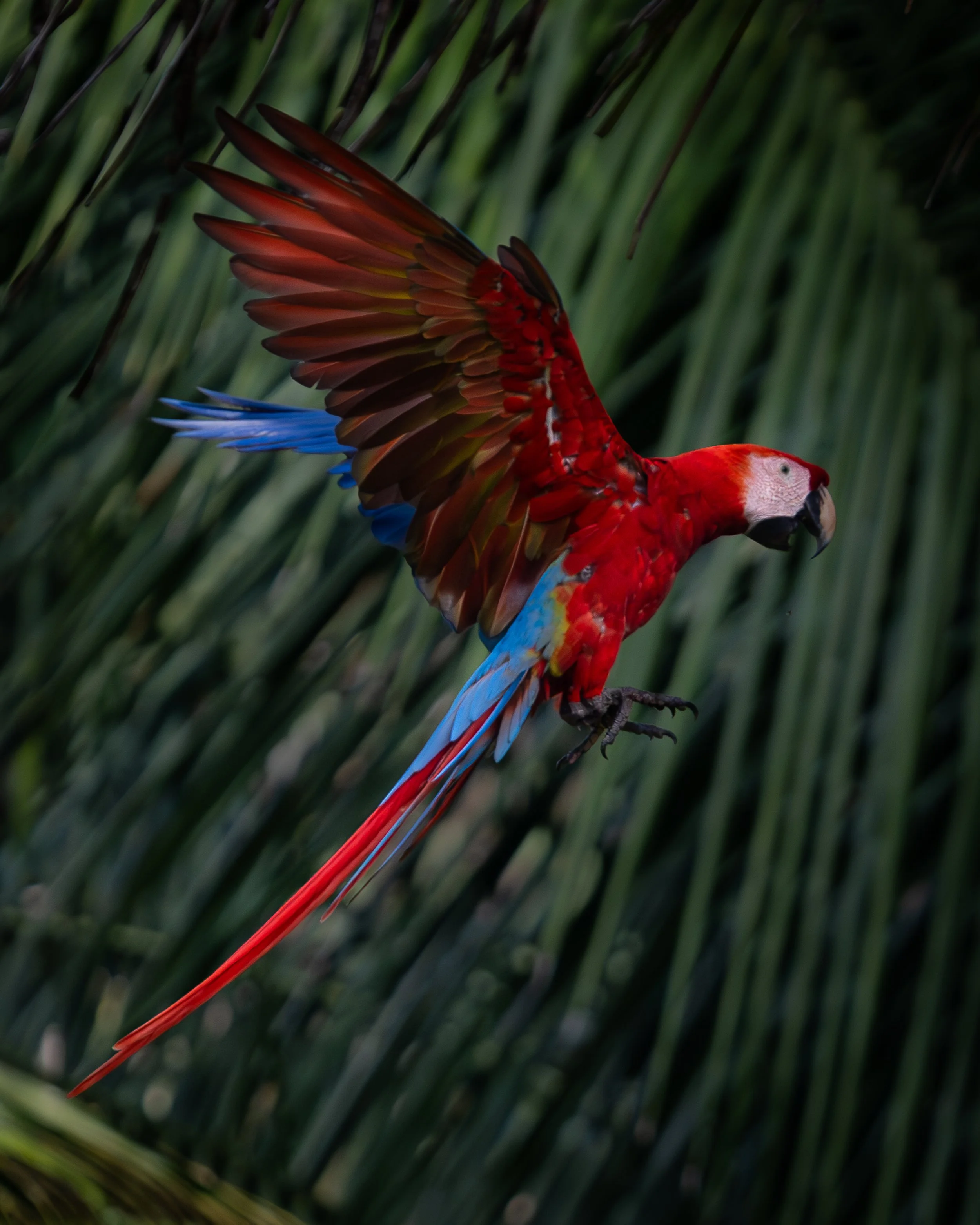 Scarlet Macaw, Costa Rica