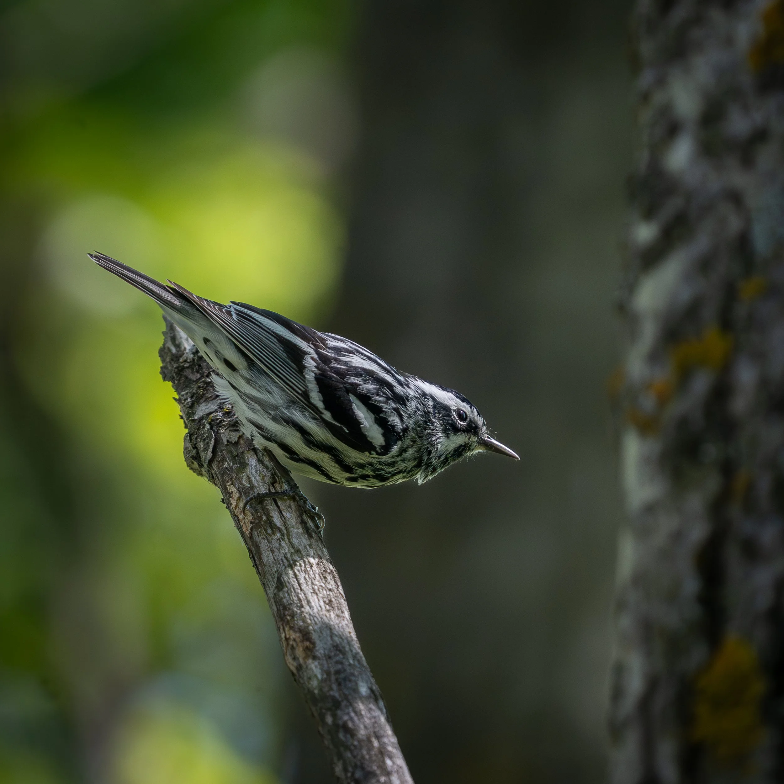Black and White Warbler, Magee Marsh Ohio USA