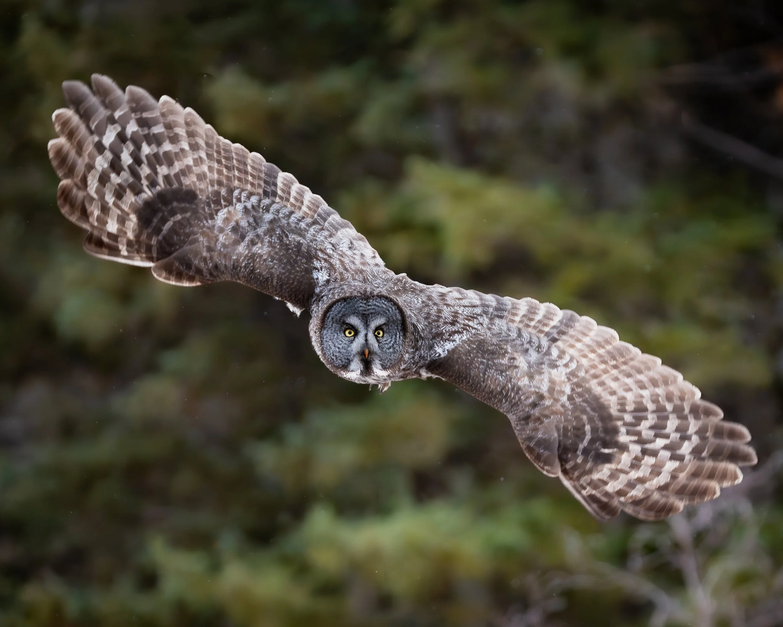 Great Gray Owl, Sax Zim Bog Minnesota USA