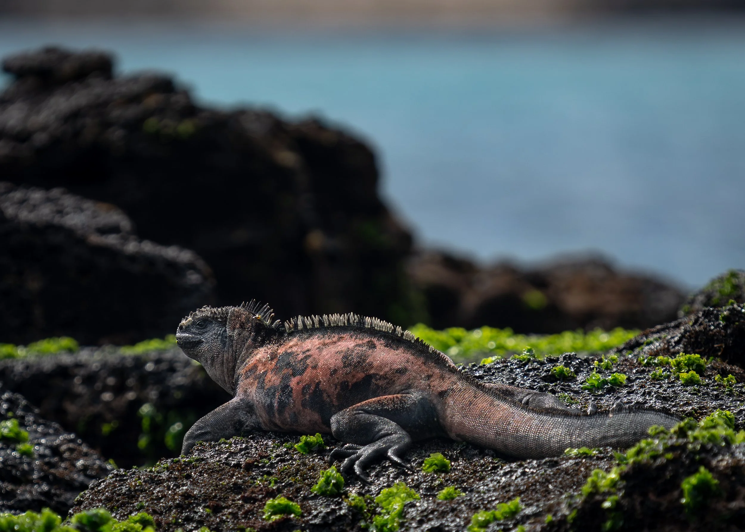 Marine Iguana, Galapagos Islands Ecuador