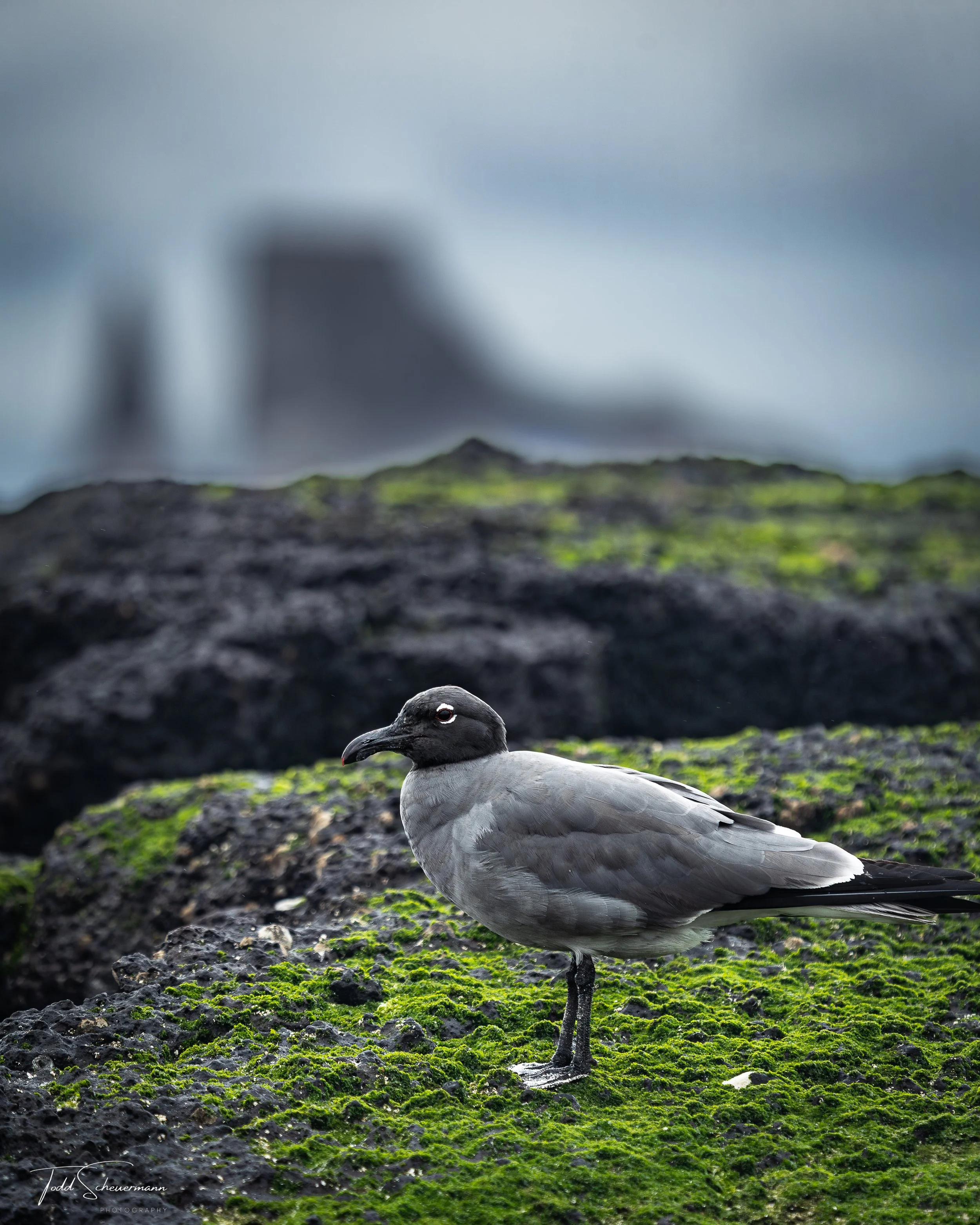 Lava Gull, Galapagos Islands Ecuador
