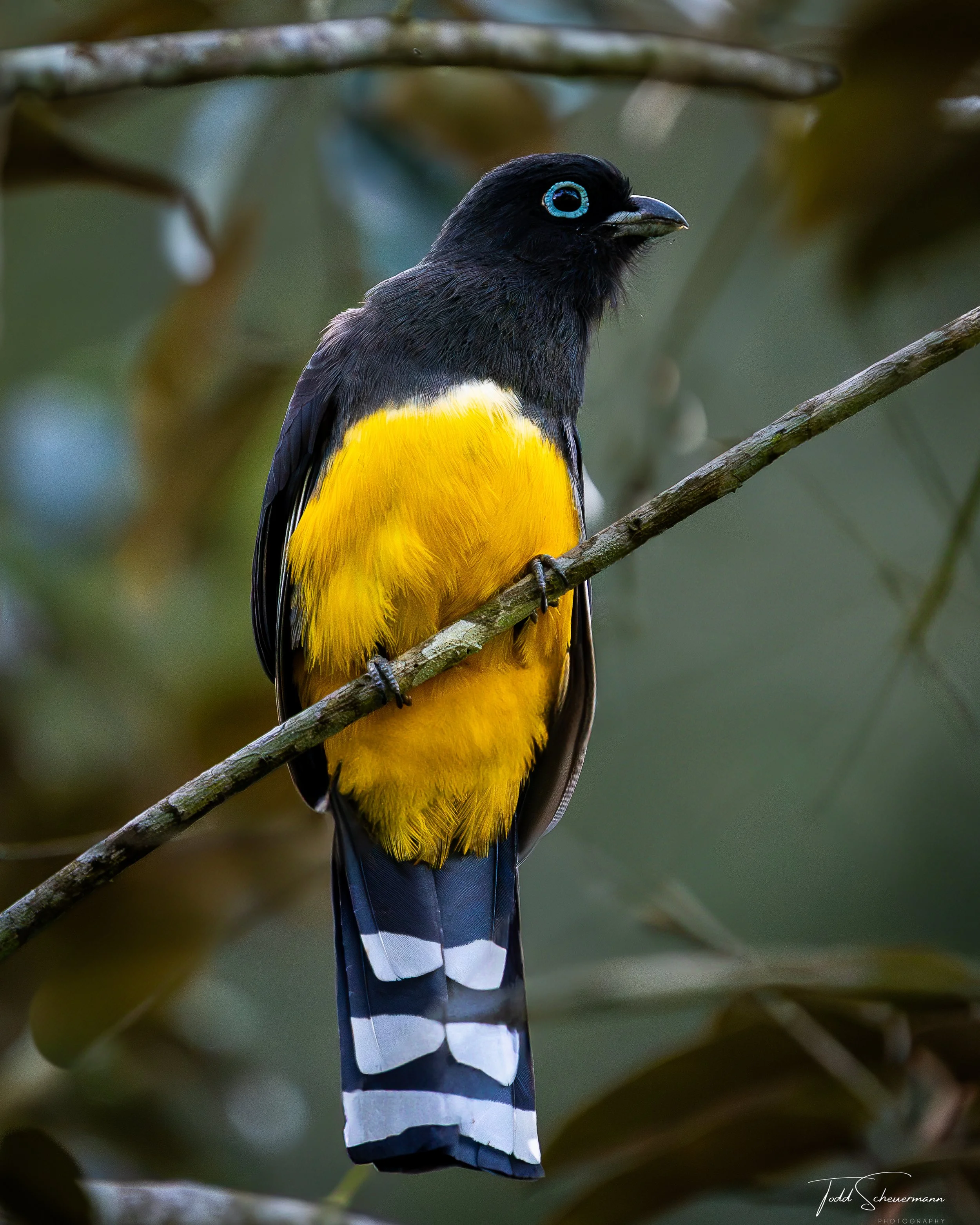 Black-headed Trogon, Belize